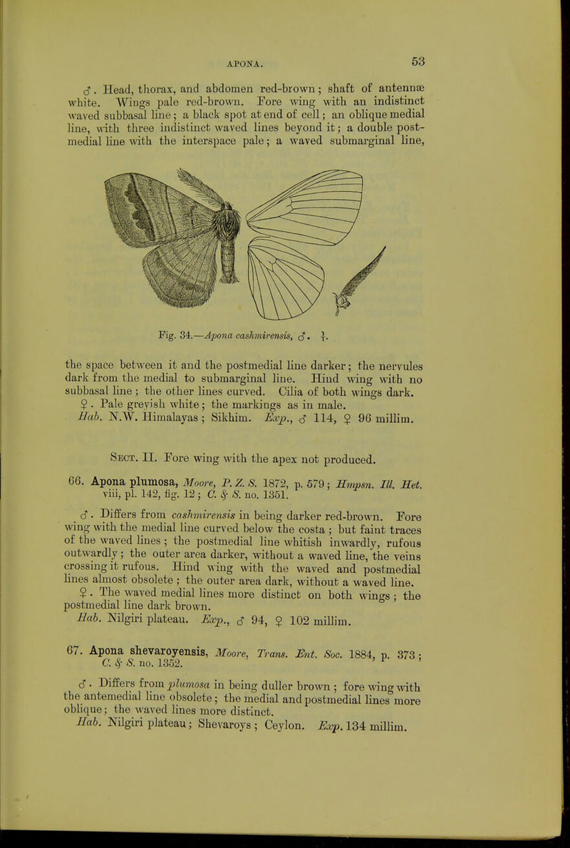 APONA. . Head, thorax, and abdomen red-brown; shaft of antennae white. Wings pale red-brown. Fore wing with an indistinct waved subbasal line; a black spot at end of cell; an oblique medial line, vnth three indistinct waved lines beyond it; a double post- medial line with the interspace pale; a waved submarginal line, Fig. 34.—Apona cashmirensis, . \. the space between it and the postmedial line darker; the nervules dark from the medial to submarginal line. Hind wing with no subbasal line ; the other lines curved. Cilia of both wings dark. 5 . Pale greyish white; the markings as in male. Hub. N.W. Himalayas ; Sikhim. Kvj)., d 114, $ 96 millim. Sect. II. Fore wing with the apex not produced. 66. Apona plumosa, Moore, P. Z. S. 1872, p. 679: JSmpsn. III. Set. viii, pi. 142, fig. 12 5 C. 8f S. no. 1351. c? . Differs from casJimirensis in being darker red-brown. Fore wing with the medial line curved below the costa ; but faint traces of the waved lines ; the postmedial line whitish inwardly, rufous outwardly; the outer area darker, without a waved line, the veins crossing it rufous. Hind wing with the waved and postmedial lines almost obsolete ; the outer area dark, without a waved line. $ . The waA^ed medial lines more distinct on both wings ; the postmedial line dark brown. Bob. Nilgiri plateau. Exp., s 94, $ 102 millim. 67. Apona shevaroyensis, Moore, Tram. Bnt. Soc. 1884, p. 373 • a ^ S. no. 1352. > 1' ' » c? . Differs from plumosa in being duller brown ; fore wing with the antemedial line obsolete; the medial and postmedial lines more oblique; the waved lines more distinct. Hab. Nilgiri plateau; Shevaroys ; Ceylon. 134 millim.