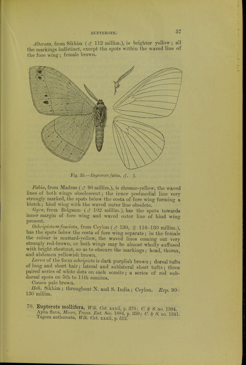 AUerata, irom Sikhim (d 112 milliin.), is brighter yellow; all the markings indistiact, except the spots within the waved line of the fore wing ; female brown. Fig. 35.—Eupterotefabia, J. r. Fahia, irom Madras 90 milliin.), is chrome-yellow, the waved lines of both w ings obsolescent; the inner postmedial line very strongly marked, the spots below the costa of fore wing forming a blotch; hind wing with the waved outer line obsolete. %ra, from Belgaum 102 milHm.), has the spots towards inner margin of fore wing and waved outer line of hind wing present. Oc?irvpicta=fasciata, from Ceylon (130, $ 116-130 millim.), has the spots below the costa of fore wing separate; in the female the colour is mustard-yellow, the waved lines coming out very strongly red-brown, or both wings may be almost whollv suffused with bright chestnut, so as to obscure the markings; head, thorax, and abdomen yellowish brown. Larva of the form ocliripicta is dark purplish brown ; dorsal tufts of long and short hair; lateral and sublateral short tufts; three paired series of white dots on each somite; a series of red sub- dorsal spots on 5th to 11th somites. Cocoon pale brown. Hah. Sikhim ; throughout N. and S. India ; Ceylon. Exp. 90- 130 millim. 70. Eupterote mollifera, Wlk. Cat. xxxii, p. 376; C 8,- 8. no. 1394. Apha flava, Moore, Trans. Ent. Sac. 1884, p. 359: C. & S. no 1341. 1 agora anthereata, Wlk. Cat. xxxii, p. 612.