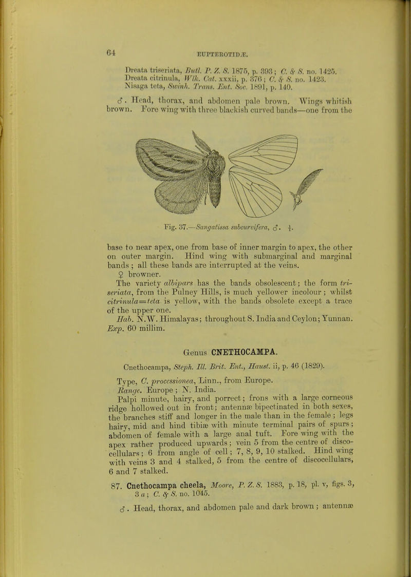 Drenta triseriata, Butl. P. Z. S. 1875, p. 393 ; C. 8c S. no. 1420. Dreata citrinula, Wlk. Cat. xxxii, p. 370 ; C. Sf S. no. 1423. Nisaga teta, Sivinh. Trans. Ent. Soc. 1891, p. 140. S. Head, thorax, and abdomen pale brown. Wings whitish brown. Pore wing with tlu-ee blackish curved bands—one from the Fig. 37.—Sangatissa subcurvifera, • base to near apex, one from base of inner margin to apex, the other on outer margin. Hind wing with submarginal and marginal bands ; all these bands are interrupted at the veins. 5 browner. The variety albipars has the bands obsolescent; the form tri- seriata, from the Pulney Hills, is much yellower incolour ; whilst citrinula—teta is yellow, with the bands obsolete except a trace of the upper one. Hah. N.W.Himalayas; throughout S.India and Ceylon; Yunnan. Ex-p. 60 millim. Genus CNETHOCAMPA. Cnethocampa, Steph. III. Brit. Ent., Haust. ii, p. 46 (1829). Type, C. processionea, Linn., from Europe. Range. Europe ; N. India. Palpi minute, hairy, and porrect; frons with a large corneous ridge hollowed out in front; antennae bipectinated in both sexes, the branches stitF and longer in the male than in the female; legs hairy, mid and hind tibiae with minute terminal pairs of spurs; abdomen of female with a large anal tuft. Eore wing with_ the apex rather produced upwards; vein 5 from the centre of disco- cellulars; 6 from angle of cell; 7, 8, 9, 10 stalked. Hind wdng with veins 3 and 4 stalked, 5 from the centre of discocellulars, 6 and 7 stalked. 87. Cnethocampa cheela, Moore, P. Z. S. 1883, p. 18, pi. v, figs. 3, 3a; C. S^S. no. 1046. c? . Head, thorax, and abdomen pale and dark brown ; antennae