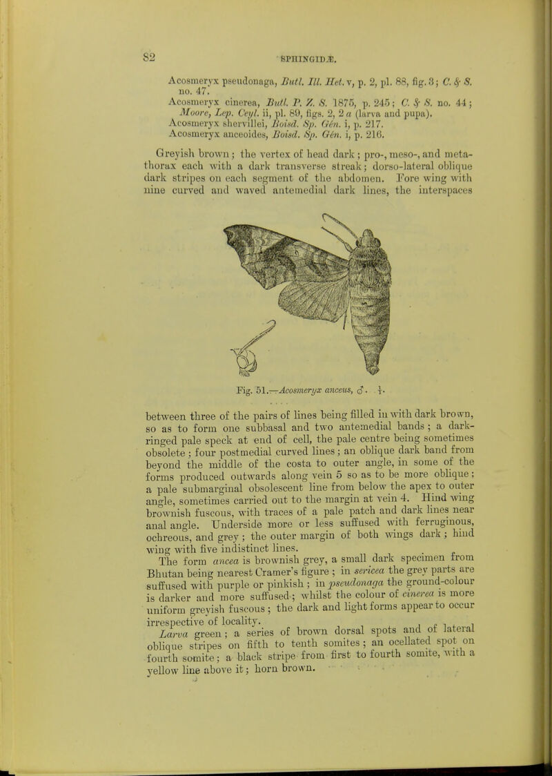 Acosmeryx pseudouaga, Bull. III. Het.y, p. 2, pi. 88, fig.8; C. Sf S. no. 47. Acosmevyx cinerea, Butl. P. Z. S. 1875, p. 245; C. ^ S. no. 44 ; Moore, Lep. Ceijl. ii, pi. 89, figs. 2, 2 « (larva and pupa). Acosmeryx shervillei, Bond. Sp. Gen. i, p. 217. Acosmeryx anceoides, Boisd. Sp. Gin. i, p. 216. Greyish brown; the vertex of head dark ; pro-, raeso-, and nieta- thorux each with a dark transverse streak; dorso-lateral oblique dark stripes on each segment of the abdomen. .¥ore wing with nine curved and waved antemedial dark lines, the interspaces I, V Fig. 51.—Acosmeryx ancetcs, g?. t- between three of the pairs of lines being filled in with dark brown, so as to form one subbasal and two antemedial bands ; a dark- ringed pale speck at end of cell, the pale centre being sometimes obsolete ; four post medial curved lines; an obhque dark band from beyond the middle of the costa to outer angle, in some of the forms produced outwards along vein 5 so as to be more obhque; a pale submarginal obsolescent line from below the apex to outer angle, sometimes carried out to the margin at vein 4. Hind wing brownish fuscous, with traces of a pale patch and dark lines near anal angle. Underside more or less suffused with ferruginous, ochreous, and grey; the outer margin of both wings dark ; hind wing with five indistinct lines. The form ancea is brownish grey, a small dark specimen from Bhutan being nearest Cramer's figure ; in sericea the grey parts are suffused with purple or pinkish ; in pseudouaga the ground-colour is darker and more suff'used.; whilst the colour of cinerea is more uniform greyish fuscous ; the dark and Ught forms appear to occur irrespective of locality. i r i 4. i Larva green ; a series of brown dorsal spots and of lateral oblique stripes on fifth to tenth somites ; an ocellated spot on fourth somite; a black stripe from first to fourth somite, with a yellow line above it; horn brown.