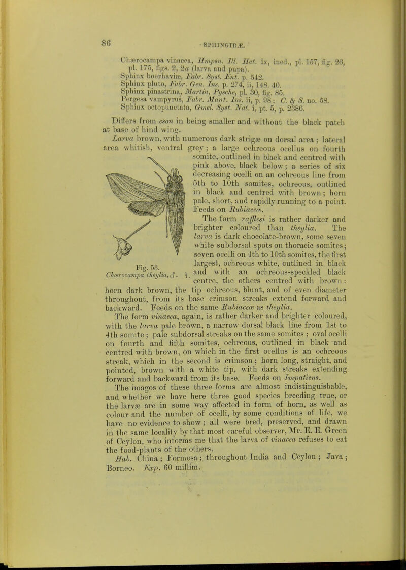 Chffirocanum viuacea, Hmjmi. III. Het. ix, ined., pi. 157, fig. 20, pi. 175, 2, 2a (larva and pupa). Sphinx boovhavife, Fahr. Syst. Ent. p. 542. Sphinx pinto, Fobr. Oen. Ins. p. 274, ii, 148. 40. Hphiux pina.strina, Martin, Pi/sche, pi. 30, Hg. 85. Pevgesa vampynia, Fahr. Matit. Ins. ii, p. 98; C. 8f S. no. 58. Sphinx octopunctata, Omel. Si/st. Nai. i, pt. 6, p. 2380. Differs from eson in being smaller and without the black patch at base of hind wing. Lm'va brown, witb numerous dark slriga) on dorsal area ; lateral area whitisli, ventral grey ; a large ochreous ocellus on fourth somite, outlined in black and centred with pink above, black below; a series of six decreasing ocelli on an ochreous line from 5th to 10th somites, ochreous, outlined in black and centred with brown ; horn pale, short, and rapidly running to a point. Feeds on Iluhiacem. The form rqfflesi is rather darker and brighter coloured than theylia. The larva is dark chocolate-brown, some seven white subdorsal spots on thoracic somites; seven ocelli on 4th to 10th somites, the first largest, ochreous white, outlined in black Chmrocmnpa'theylia,^. \. ^^^^ ^^^^ ochreous-speckled black centre, the others centred with brown: horn dark brown, the tip ochreous, blunt, and of even diameter throughout, from its base crimson streaks extend forward and backward. Teeds on the same Rubiacece as theylia. The form vinacea, again, is rather darker and brighter coloui^ed, with the lay-va pale brown, a narrow dorsal black line from 1st to 4th somite ; pale subdoreal streaks on the same somites ; oval ocelli on fourth and fifth somites, ochreous, outlined in black and centred with brown, on which in the first ocellus is an ochreous streak, which in the second is crimson ; horn long, straight, and pointed, brown with a white tip, with dark streaks extending forward and backward from its base. Feeds on Impatiens. The images of these three forms are almost indistinguishable, and whether we have here three good species breeding true, or the larvEe are in some way affected in form of horn, as well as colour and the number of ocelli, by some conditions of life, we have no evidence to show ; all were bred, preserved, and drawn in the same locality by that most careful observer, Mr. E. E. Green of Ceylon, who informs me that the larva of vinacea refuses to eat the food-plants of the others. Hah. China; Formosa; throughout India and Ceylon; Java; Borneo. Exp. 60 millim.