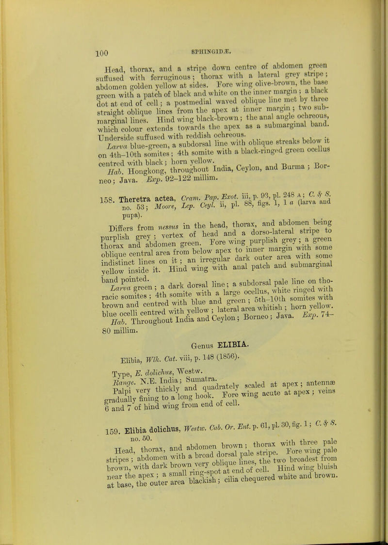 IQQ BPHINGIDJE. Head, thorax, and a stripe down centre of abdomen green suffused with ferruginous; thorax with a lateral grey stripe; abdomen golden yellow at sides. Pore wing olive-brown, the base green with a patch of black and white on the inner margni; a black dot at end of cell; a postmedial waved oblique Ime met by th.ee straight oblique lines from the apex at inner margin; two sub- marginal linis. Hind wing black-brown; the ana angle ochreous. which colour extends towards the apex as a submargmal band. Underside suffused with reddish ochreous. , . ^ blue-green, a subdorsal line with oblique B^eak^^^^^^^^^ on 4th-10th somites; 4th somite with a black-ringed green ocellus centred with black; horn yellow. i -r. „ -Ro^ Hah. Hongkong, throughout India, Ceylon, and Burma ; Bor- neo; Java. Exp. 92-122 millim. 158. Theretra actea, Cram. Pap. Bxot '^^■^^^fl^l'l^JJ'^^i no. 53; Moore, Lep. Ceyl. n, pi. ^gs- h ^ « ^'^^^^ pupa). Differs from nessus in the head, thorax-, and abdomen being T^nrnlish ereT' vertex of head and a dorso-lateral stripe to ys!rit Hiid^ing ^ith anal patch and submargmal iDand pointed. subdorsal pale line on tho- Larva green ; a ^ ^^^f ocellus, white ringed with racic somites ; f |en : 5th-10th somites with 80 millim. Genus ELIBIA. Elibia, Wlh. Cat. viii, p. 1^8 (1856). Type, E. doUchus, Westw. Bange. N.E.India; Sumatra. antennae I and 7 o£ hind wing &om end of cell. 159. EliMa aolictas, Westw. Cab. Or. Enl. p. 61, pi. 30, %. 1, C. * S. stripes ; abdomen with a broad d -al k « nP«;^/^^„^^,«jl.„„ brown, with dark b™wn very obhque 1,^^^^^ ^^.^^ ^b;:t^s:™^ffi2hrew^^
