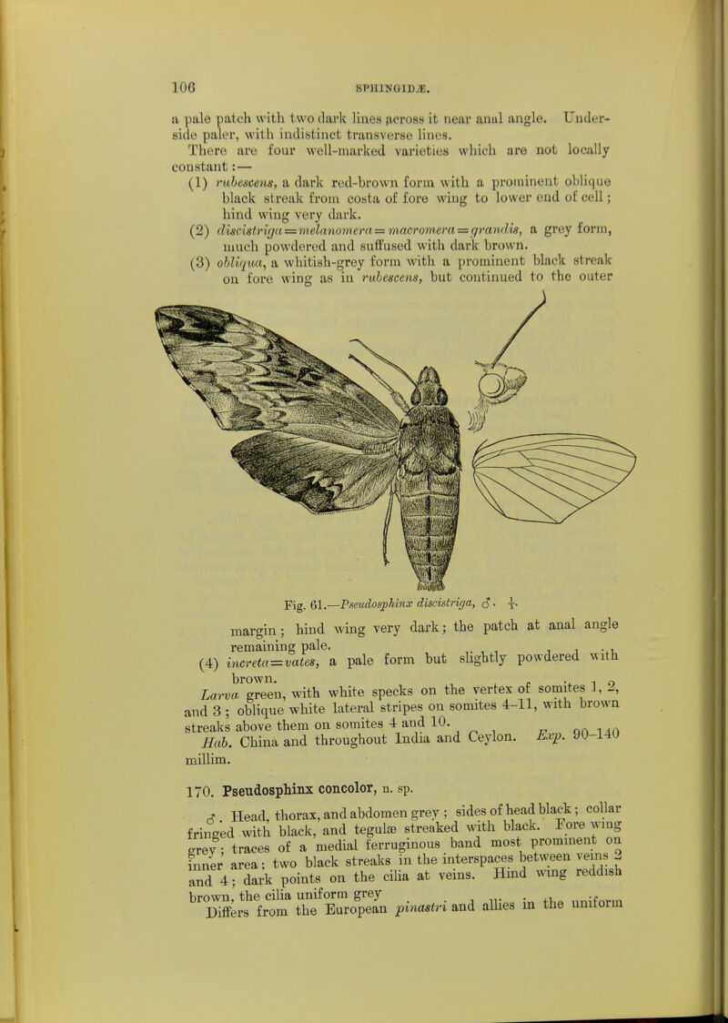 a pale patch with two dark lines p,cross it near anul angle. Under- side paler, with indistinct transverse lines. There are four well-marked varieties which are not locally constant:— (1) ruhescens, a dark red-hrown form with a prominent oblique black streak from costa of fore wiug to lower end of cell; hind wiug very dark. (2) cliscistriga==melanome7'a=macromera = grandis, a grey form, much powdered and suffused with dark brown. (3) obliqua, a whitish-grey form with a prominent black streak on fore wing as in ruhescens, but continued to the outer Fig. 61.—Paeudosphinx discistriga, S • \- margin; hind wmg very dark; the patch at anal angle remaining pale. i i -^u (4) increta=vates, a pale form but slightly powdered with brown. , c i o Larva green, with white specks on the vertex of somites 1, 2, and 3 ; oblique white lateral stripes on somites 4-11, with brown streaks above them on somites 4 and 10. Hah. China and throughout India and Ceylon. Exp. 90-i4U millim. 170. Pseudosphinx concolor, n. sp. ^ Head, thorax, and abdomen grey ; sides of head black; collar frinsed with black, and tegute streaked with black. Fore wing erey ; traces of a medial ferruginous band most prominent on inner area; two black streaks in the interspaces between veins 2 and 4; dark points on the cilia at veins. Hmd wing reddish brown, the cilia uniform grey . Differs from the European pinastri and aUies xn the unitorm