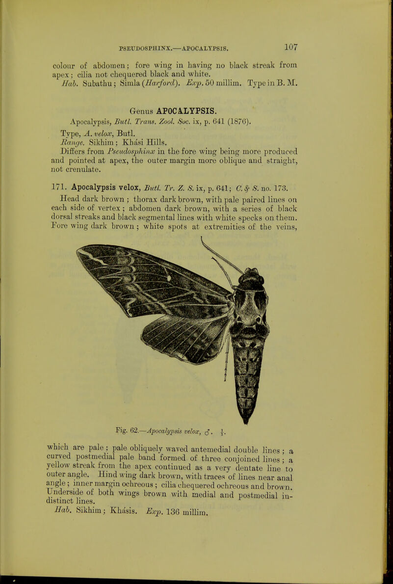 colour of abdoinen; fore wing in having no black streak from apex ; cilia not chequered black and white. Hab. Subathu; Simla (//ar/orcZ). j&.tp. 50 millim. TypeinB. M. Genus APOCA.LYPSIS. Apocalypsis, Butl. Trans. Zool. Sue. ix, p. 641 (1876). Type, A. velox, Butl, Range. Sikhim; Khasi Hills. Differs from PseudospJdnx in the fore wing being more produced and pointed at apex, the outer margin more oblitiue and straight, not crenulate. 171. Apocalypsis velox, Butl. Tr. Z. S. ix, p. 641; C. ^ S. no. 173. Head dark brown ; thorax dark brown, with pale paired lines on each side of vertex; abdomen dark brown, with a series of black dorsal streaks and black segmental lines with white specks on them. Pore wiug dark brown; white spots at extremities of the veins, Fig. 62.—Apocalypsis velox, c?. \. which are pale; pale obliquely waved antemedial double lines ; a curved postmedial pale band formed of three conjoined lines • a yellow streak from the apex continued as a very dentate line'to outer angle. Hand wing dark brown, with traces of lines near anal angle; mner margm ochreous ; cilia chequered ochreous and brown Underside of both wings brown with medial and postmedial in- distmct hnes. Hah. Sikhim; Khasis. ii'^^. 136 millim.