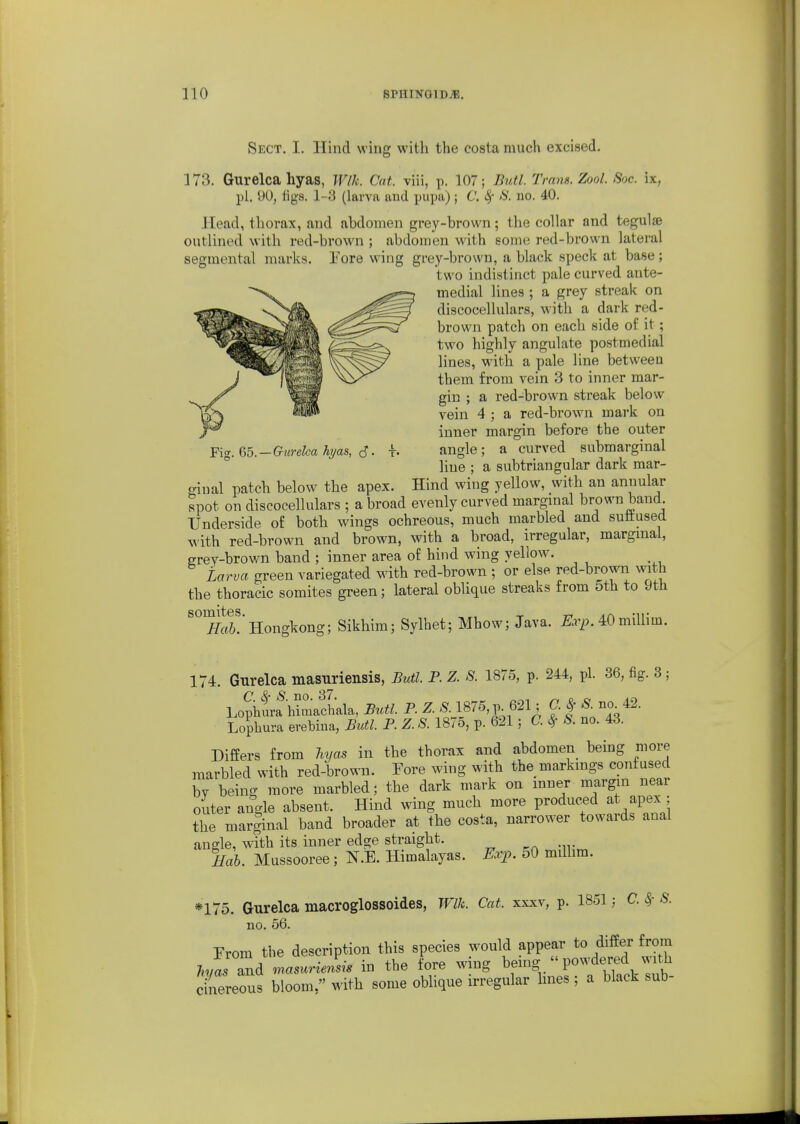 Sect. I. Ilind wing with the costa much excised. 173. Gurelcahyas, Wlk. Cat. viii, p. 107; Butl. Trans. Zool. Soc. ix, pi. 00, figs. 1-3 (larva and pupa); C. ^ <S'. no. 40. Head, thorax, and abdomen grey-brown; the collar and tegulse outlined with red-brown ; abdomen with some red-brown lateral segmental marks. I'ore wing grey-brown, a black speck at base; two indistinct pale curved ante- medial lines ; a grey streak on discocellulars, with a dark red- brown patch on each side of it; two highly angulate postmedial lines, with a pale line between them from vein 3 to inner mar- gin ; a red-brown streak below vein 4 ; a red-brown mark on inner margin before the out«r angle; a curved submarginal line ; a subtriaugular dark mar- Fig. 65. -Gurelcahyas, ^. \, giual patch below the apex. Hind wing yellow, with an annular spot on discocellulars ; a broad evenly curved marginal brown band Underside of both wings ochreous, much marbled and suftused with red-brown and brown, with a broad, irregular, marginal, grey-brown band ; inner area of hind wing yellow. Larva green variegated with red-brown ; or else red-brown with the thoracic somites green; lateral oblique streaks from 5th to Jth ^^^ft! Hongkong; Sikhim; Sylhet; Mhow; Java. ExpA<dm\\\\m. 174. Gurelca masuriensis, Butl. P. Z. S. 1875, p. 244, pi. 36, fig. 3; Lophif himachala, Butl. P. Z. S. 1875, p 621 ; C. | S. no^42. Lophura evebina, Butl. P Z. S. 1875, p. 621; C. 8> S. no. 43. Differs from hyas in the thorax and abdomen being more marbled with red-brown. Tore wing with the markings confused bv being more marbled; the dark mark on inner margin near outer angle absent. Hind wing much more produced at apex ; the marginal band broader at the costa, narrower towards anal angle, with its inner edge straight. Mab. Mussooree; N.E. Himalayas. Exy. 50 milhm. *175. Gurelca macroglossoides, JVlk. Cat. xxxv, p. 1851; C. <§- S. no. 56. From the description this species would appear to differ from j^rom uiB ucov. I r beino- powdered with Jn/as and masuriensis m the tore -nmg ueui^ i cinereous bloom, with some oblique irregular hues ; a black sub-