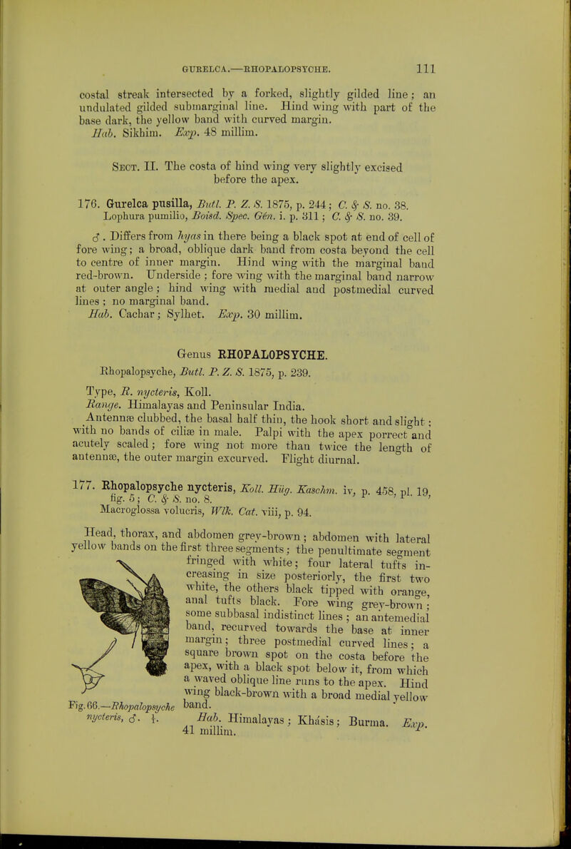 costal streak intersected by a forked, slightly gilded line; an undulated gilded subinarginal liue. Hiud wing with part of the base dark, the yellow baud with curved margin. Hah. Sikhim. Exp. 48 miUim. Sect. 11. The costa of hind wing very slightly excised before the apex. 176. Gurelca pusilla, Btdl. P. Z. S. 1875, p. 244; C. ^ S. no. 38. Lophura pumilio, Boisd. Spec. Gen, i. p. 311; C. ^ 8. no. 39. (S . Differs from 7ii/as in there being a black spot at end of cell of fore wiug; a broad, oblique dark band from costa beyond the cell to centre of inner margin. Hind wing with the marginal baud red-brown. Underside ; fore wing with the marginal band narrow at outer angle ; hind wing with medial and postmedial curved lines ; no marginal band. Mab. Cachar; Sylhet. Exp. 30 millim. Genus RHOPALOPSYCHE. Rhopalopsyche, Butl. P. Z. S. 1875, p. 239. Type, B. nycteris, Koll. Range. Himalayas and Peninsular India. AntennsB clubbed, the basal half thin, the hook short andsho-ht; with no bands of ciHse in male. Palpi with the apex porrect'^and acutely scaled; fore wing not more than twice the length of antennae, the outer margin excurved. Flight diurnal. 1 7. Rhopalopsyche nycteris, Koll. Hiig. Kaschm. iv, p. 458 ni 19 fig. 5 ; C. /S. no. 8. ' if • > Macroglossa volucris, Wlk. Cat. viii, p. 94. Head thorax, and abdomen grev-brown; abdomen with lateral yellow bands on the first three segments; the penultimate segment fnnged with white; four lateral tufts in- creasmg in size posteriorly, the first two white, the others black tipped with orange anal tufts black. Pore wing grey-brown- some subbasal indistinct lines ; an antemedial band, recurved towards the base at inner margin; three postmedial curved lines; a square brown spot on the costa before the apex, with a black spot below it, from which a waved oblique line runs to the apex. Hind wing black-brown with a broad medial yellow Fig.GB.—Bhopalopsyche D^nd. nyctens.s. \. Himalayas ; Khasis; Burma. Evp 41 milhm. ^ '