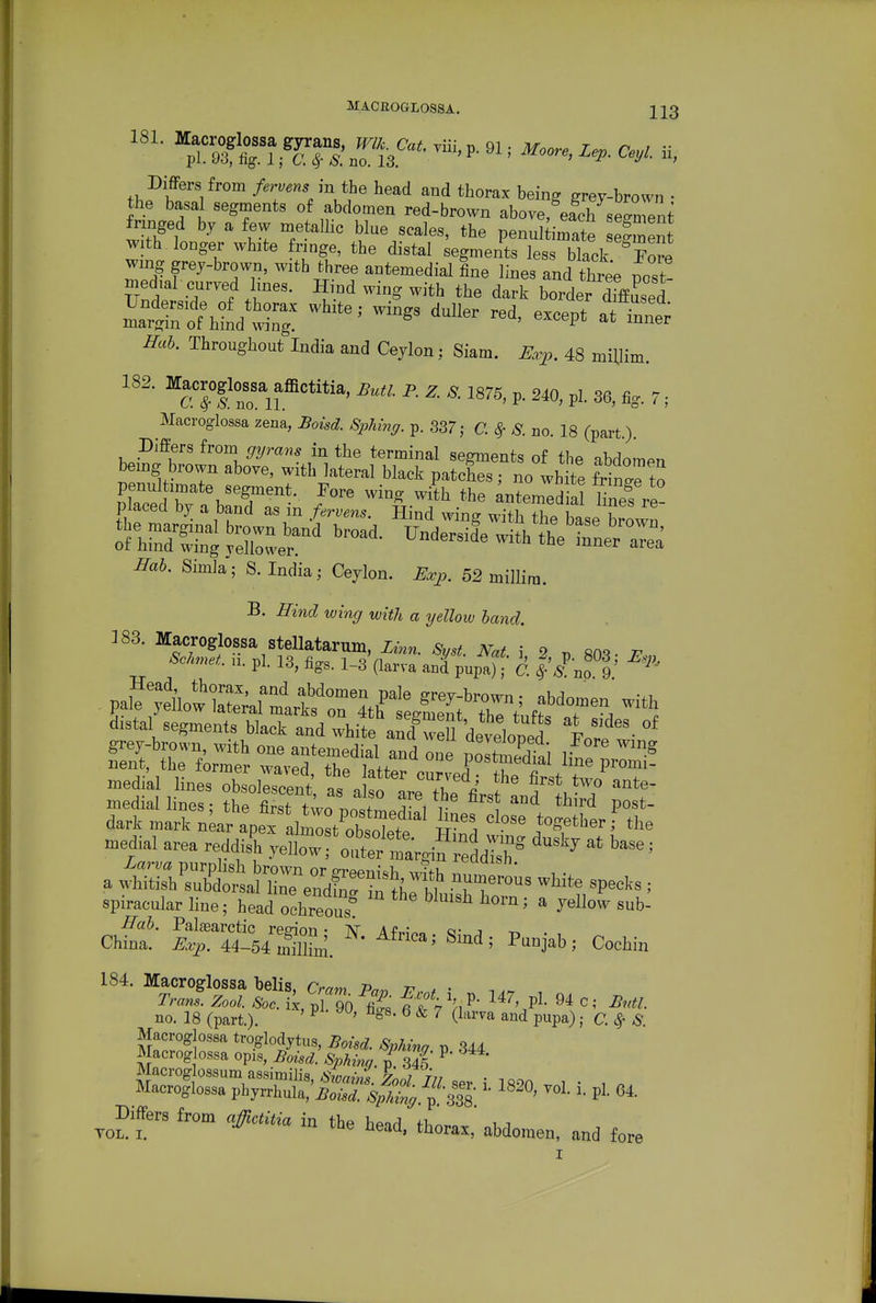 181. „ ^^c. rm, p. 91Moore, Ze,. Ceyl. ii, in the head aud thorax being grey-brown • the basal segments of abdomen red-brown above, each se^rent fringed by a few metalhc blue scales, the penul imate efment with longer white fringe, the distal segments less black ^Eore wmg grey-brown, with three antemedial fine lines and three post- vltlTi ™S ^^'^ dark border dfffused ^o^^^ --Pt at inner ffab. Throughout India and Ceylon; Siam. Rvj>. 48 miUim. 182. ^acrog W ^ p. ^. ^ ,g,,^ p 2^^^ ^ ^ Macroglossa zena, Boisd. Sphing. p. 337; C. ^ S. no. 18 (part.). Dlfters from ^r^/m^^ in the terminal segments of the abdom^^n bemg brown above, with lateral black patchS; no wh te We to Swi? ^''^ ^i^h the ;ntemed a fines re- placed by a band as in fervens. Hind wing with the base brown SirnrXi^eZer with tt^LrT^^ Ifab. Simla; S.India; Ceylon. JEa:j>. 52 millim. B. ffind wing with a yelloiv hand. 383. Macroglossa stellatarum, Linn. Syst. Mt i 9 «n^. r ScAmet u. pi. 13, figs. 1_3 (larva an^pupa); d 9' pai?;eVwt^^^^^^^^ abdcnnen with distal segments black and whit aXMSo^^^^^^^ Eotf ^ medial lines obsolescent t J\t ^''^ two\nte- med,al area reddis^ yell„r!\t£'taV^r''^ '^^^^ spiracular line; head ochreous^ *  y' Ckf:!: ^^r^%rSl ^^ I'-i^b; Cochin no. 18 (part.). ^ ' (^'^^'^^ and pupa); C. ^ ^ ^ Mers from aJtaiUa in the head, thora., abdomen, and fore