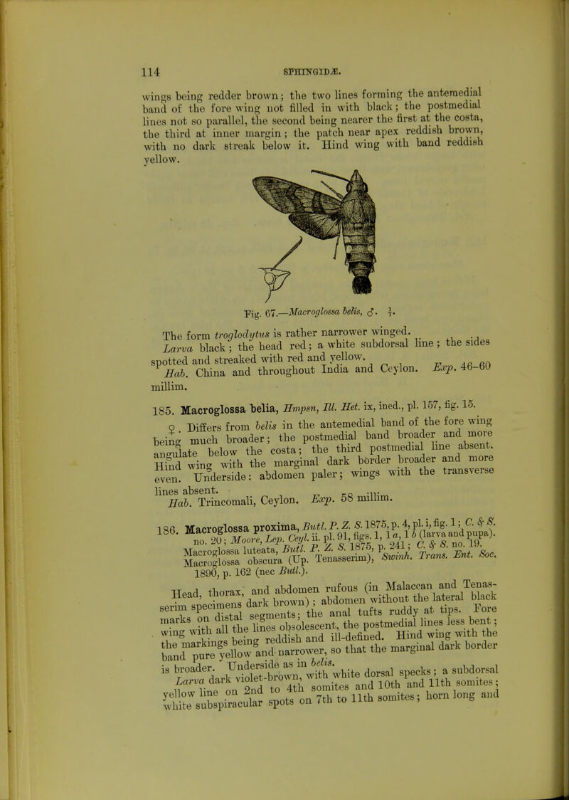 wings being redder brown; the two lines forming the anteraedial band of the fore wing not filled in with black; the postmedial lines not so parallel, the second being nearer the first at the costa, the third at inner margin ; the patch near apex reddish brown, with no dark streak below it. Hind wing with band reddish yellow. pjg (37,—Macroglossa belis, (S. 1 The form troglodytus is rather narrower winged. Larva black; the head red; a white subdorsal line; the sides spotted and streaked with red and yellow. ir Aa an Hah. China and throughout India and Ceylon. Exp.Ab-W millim. 185. Macroglossa belia, Hmpsn, Bl. Het. ix, ined., pi. 157, fig. 15. 0 Differs from helis in the antemedial band of the fore wing being much broader; the postmedial band broader and more aWate below the costa; the third postmedial line absent. Hind wing with the marginal dark border broader and more even Underside: abdomen paler; wings with the transverse lines absent. -r, -n- Hah. Trincomali, Ceylon. Exp. 58 milbm. 18fi Macrofflossa proxima, Butl. P. Z. S. 1875, p. 4, pi. i, fig. 1; ^ -S-. 186. Macroglo^s. ^^Y^o.^lT^' Macroglossa luteata, Butl. P. Z. S. 1875, p. , u <y o. Macroglossa obscura (Up. Teuassenm), Swinh. Tians. Ent. *oc. 1890, p. 162 (nec Butl). TTpad thorax, and abdomen rufous (in Malaccan and Tenas- Head, tpo™^' . , , . abdomen without the lateral black ''T.'rnTri segmtt^ tufts ruddy at tips. Fore marks on ^ f ^^/^^^^g'^i^^iescent, the postmedial lines less bent; vvmg with all f eiidefined. Hind wing with the ure ^^^^  'rtark^'vfol't^^^^^^ dorsal specks; a subdorsal if'TinrL Id to 4th somites and 10th and 11th somites; ^^t^ub piracS- pots on 7th to 11th somites; horn long and