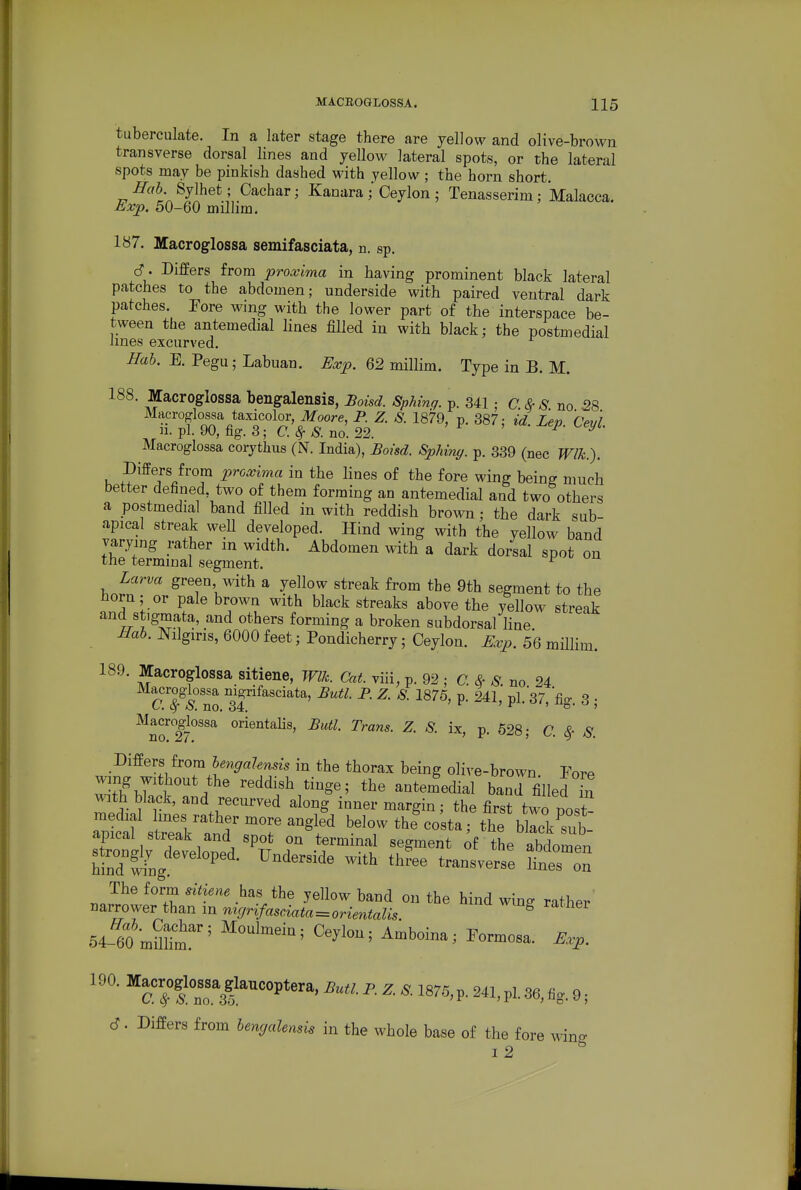 tuberculate. In a later stage there are yellow and olive-brown transverse dorsal lines and yellow lateral spots, or the lateral spots may be pinkish dashed with yellow; the horn short. Hah. Sylhet; Cachar; Kanara / Ceylon ; Tenasserim: Malacca. Exp. 50-60 millira. 187. Macroglossa semifasciata, n. sp. d. Differs from proxima in having prominent black lateral patches to the abdomen; underside with paired ventral dark patches. Tore wing with the lower part of the interspace be- tween the antemedial lines filled in with black; the postmedial lines excurved. Hah. E. Pegu; Labuan. Exp. 62 millim. Type in B. M. 188. Macroglossa bengalensis, Boisd. Sphing. p. 341; c. 8f S. no 28 Macroglossa taxicolor ilfoore, P. Z. S. 1879, p. 387; id. Lep. Ceyl. n. pi. 90, fig. 3; C. 8f S. no. 22. r , i' Macroglossa coryfchus (N. India), Boisd. Sphing. p. 339 (nee Wlk.). Differs from proxima in the lines of the fore wing being much better defined, two of them forming an antemedial and two others a postmedial band filled in with reddish brown; the dark sub- apical streak weU developed. Hind wing with the yellow band varying rather in width. Abdomen with a dark dorsal spot on the terminal segment. ^ Larva green with a yellow streak from the 9th segment to the norn; or pale brown with black streaks above the yellow streak and stigmata, and others forming a broken subdorsal line Hob. Nilgiris, 6000 feet; Pondicherry; Ceylon. Exp. 56 millim. 189. Macroglossa sitiene, Wlk. Cat. viii, p. 92 ; G * S. no 24 gj^^'^*^' -^^^^ ^- ^- ^- 1875, p. 241, pl.37, %. 3 ; ^Ij^^^l^lossa orientaHs, Butl. Trans. Z. 8. ix, p. 528; C. <§• S. pikers horn hengalensis in the thorax being olive-brown. Fore wing without the reddish tinge; the antemedial banlfilledTn with black, and recurved along inner margin; the first two post- Tnlnf ^^''^f ^ore angled below thfcosta; the birkCb- apical streak and spot on terminal segment ^f the abdomen hinT^'ng'''^^''- ^'^^^^^^ -^^^ ^—se 1~ The form sitiene has the yellow band on the hind wing rather' narrower than m mgrifasciata=orientaUs. ^ 54-to mShm' ^^^^^^ ^-P- 190. ^l^'Ogloss^g^^^^^ sutl. P. Z S. 1875, p. 241, pi. 36, fig. 9; c?. Differs from hencjalensis in the whole base of the fore win^ i2 ^