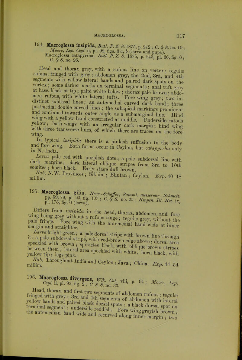 194. Macroglossa msipida, Butl P. z. S. 1875, p. 2J2: C <§• ^. no 10 • Aloore, Lep. Ceyl. ii, pi. 92, figs. 3 a, 6 (larva and pupa). ' Macroglossa catapyrrha, Butl. P. Z. S. 1875, p. 243, pL 36 fio-. 6 • C. 8f S, no. 26. ' o* > Head and thorax grey, with a rufous line on vertex; teo-uls rutous, fringed with grey; abdomen grey, the 2nd, 3rd, and''4th segments with yellow lateral bands and paired dark spots on the vertex ; some darker marks on terminal segments; anal tuft grey at base,black at tip ; palpi white below; thorax pale brown: abdo- men rufous, with white lateral tufts. Fore wing grey; two in- distinct subbasal lines; an antemedial curved dark band • three postmedial double curved lines; the subapical markings prominent and continued towards outer angle as a submarginal line. Hind wing with a yeUow band constricted at middle. Underside rufous yellow; bothwmgs with an irregular dark margin; hind winff with three transverse lines, of which there are traces on the fore In typical insipida there is a pinkish suffusion to the bodv in K IndT' '^ <^^<'i<^Pyrrha only d«r^T ^^^ purplish dots ; a pale subdorsal line with dark margins; dark lateral oblique stripes from 3rd to 10th somites,- horn black. Early stage dull brown. ^^^'^ mimm * 5 Sikhim; Bhutan ; Ceylon. Eccp. 40-48 195. ^ll'lff^^J^^^^^^ Samml aussereur. Solunett. Differs from insipida in the head, thorax, abdomen and fn.. miS: ^''■•°8''™<'»<1 Ceylon; Java; China. 44-54 Head, thorax, and first two sep-mprifo ^-ki r fringed with grev • 3rd nnT 11^ ? abdomen rufous; tegulce yellow bandsfnd iaired bik °^ ^^^h lateral terminal segment r ndersfde /^^^^^^^^^^^ ' ^ '^•^^^^ '''''''' theantemeLn b;nd ^i^t^^te^^^^Z^^X^