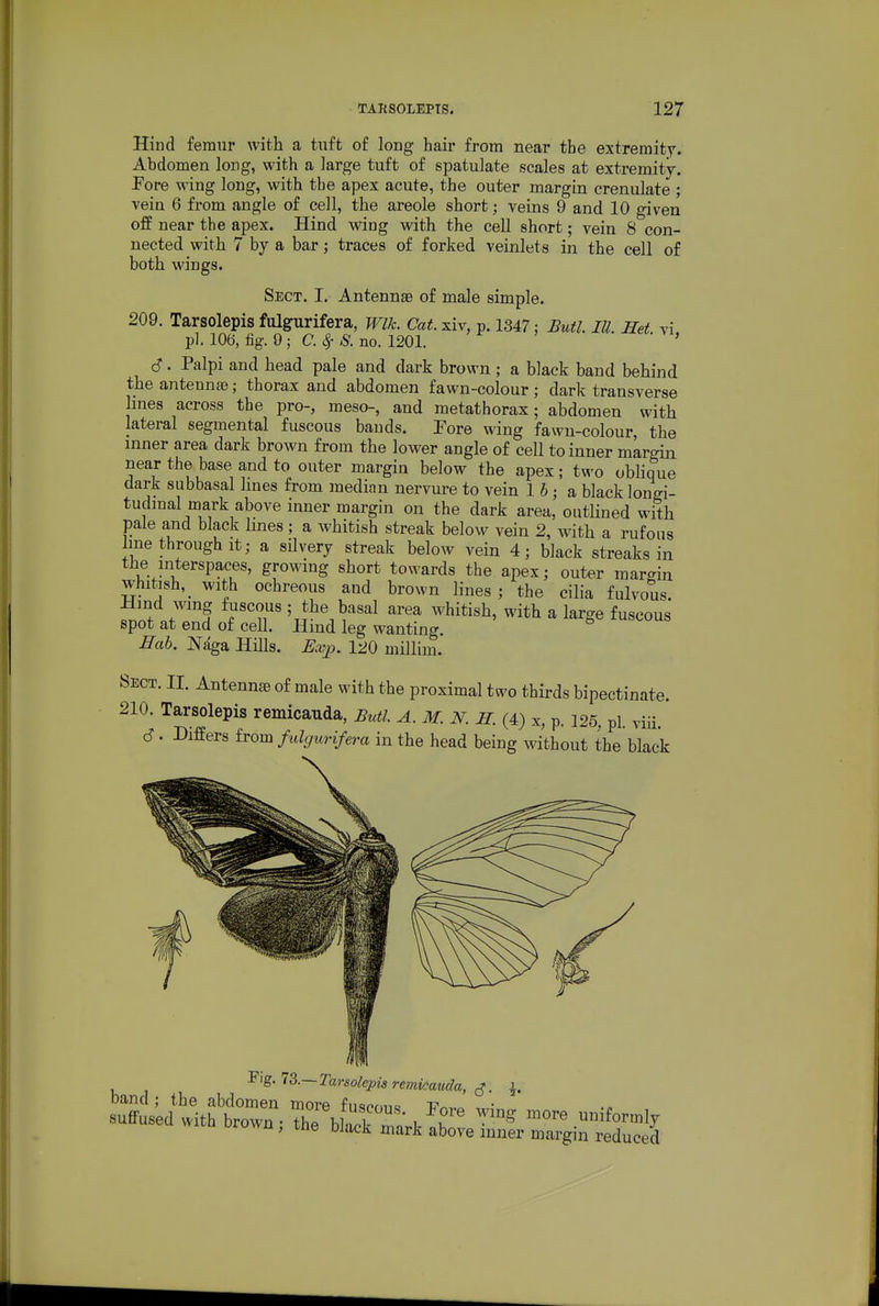 Hind femur with a tuft of long hair from near the extremity. Abdomen long, with a large tuft of spatulate scales at extremity-. Fore wing long, with the apex acute, the outer margin crenulate ; vein 6 from angle of cell, the areole short; veins 9 and 10 given off near the apex. Hind wing with the cell short; vein 8 con- nected with 7 by a bar; traces of forked veinlets in the cell of both wings. Sect. I. Antennae of male simple. 209. Tarsolepis fulgurifera, Wlk. Cat xiv, p. 1347; Butl. III. mt. vi pl. 106, fig. 9; C. ^ S. no. 1201. ' c?. Palpi and head pale and dark brown ; a black band behind the antenna; thorax and abdomen fawn-colour ; dark transverse hues across the pro-, meso-, and metathorax; abdomen with lateral segmental fuscous bauds. Tore wing fawn-colour, the inner area dark brown from the lower angle of cell to inner margin near the base and to outer margin below the apex; two obhque dark subbasal hues from median nervure to vein 1 6; a black longi- tudmal mark above inner margin on the dark area, outlined with pale and black Imes; a whitish streak below vein 2, with a rufous line through It; a silvery streak below vein 4; black streaks in the interspaces, growing short towards the apex; outer margin whitish, with ochreous and brown lines; the cilia fulvous. Hmd wmg fuscous; the basal area whitish, with a large fuscous spot at end of ceU. Hmd leg wanting. ITab. Naga Hills. JEwj). 120 millim. Sect. II. Antenna of male with the proximal two thirds bipectinate. 210. Tarsolepis remicauda, Butl. A. M. N. S. (4) x, p. 125, pl. yiii. d. Differs from fulgurifera in the head being without the black '^^■—Tarsolepia remicauda, ^. ^. band; the abdomen more fimnmio P^v.^ suffused with brown - the bkl -^^^ ^ ^ ™^ uniformly uxuwn, me black mark above inner margin reduced