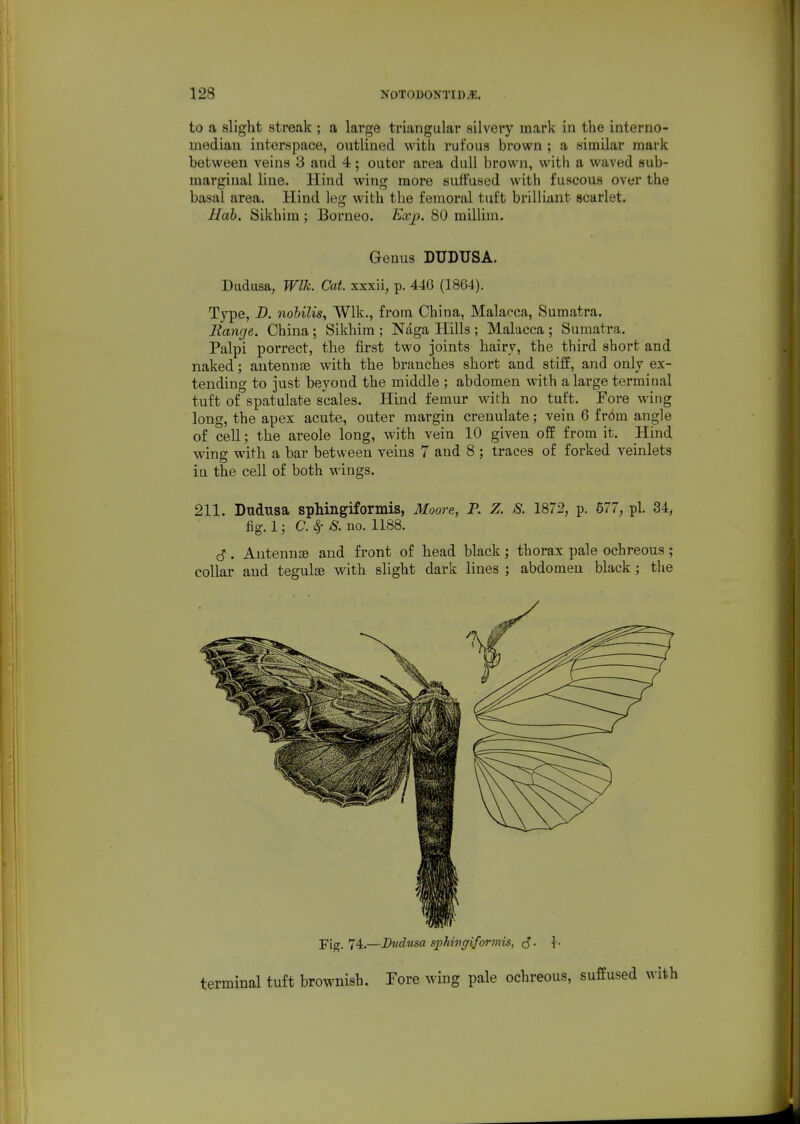 to a slight streak ; a large triangular silvery mark in the interno- mediau interspace, outlined with rufous brown ; a similar mark between veins 3 and 4; outer area dull brown, with a waved sub- marginal line. Hind wing more suffused with fuscous over the basal area. Hind leg with the femoral tuft brilliant scarlet. Mob. Sikhim; Borneo. Exp. 80 raillim. Genus DUDUSA. Dudusa, Wlk. Cat. xxxii, p. 446 (1864). Type, D. nohilis, Wlk., from China, Malacca, Sumatra. Range. China; Sikhim ; Naga Hills ; Malacca ; Sumatra. Palpi porrect, the first two joints hairy, the third short and naked; antennae with the branches short and stiff, and only ex- tending to just beyond the middle ; abdomen with a large terminal tuft of spatulate scales. Hind femur with no tuft. Fore wing long, the apex acute, outer margin crenulate; vein 6 from angle of cell; the areole long, with vein 10 given off from it. Hind wing with a bar between veins 7 and 8 ; traces of forked veinlets in the cell of both wings. 211. Dudusa sphingiformis, Moore, P. Z. S. 1872, p. 577, pi. 34, fig. 1; C.^ S. no. 1188. S . Antennae and front of head black; thorax pale ochreous ; collar and tegulse with slight dark lines ; abdomen black ; the