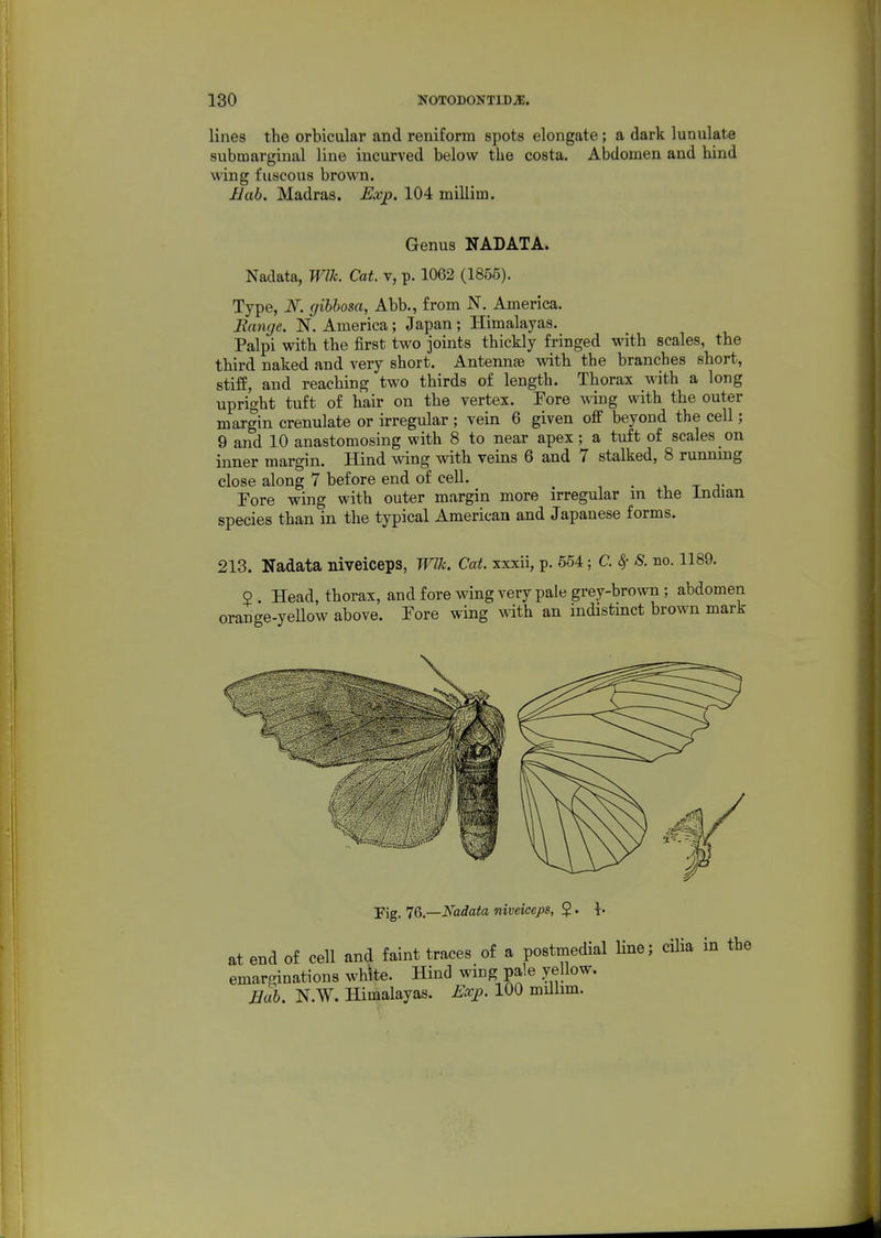 lines the orbicular and reniform spots elongate; a dark lunulate submarginal line incurved below the costa. Abdomen and hind Aving fuscous brown. Eab. Madras. Exp. 104 millim. Genus NADATA. Nadata, Wlh. Cat. v, p. 1062 (1855). Type, N. gihhosa, Abb., from N. America. Range. N. America; Japan; Himalayas. Palpi with the first two joints thickly fringed with scales, the third naked and very short. Antennae with the branches short, stiff, and reaching two thirds of length. Thorax with a long upright tuft of hair on the vertex. Fore wing with the outer margin crenulate or irregular ; vein 6 given off beyond the cell; 9 and 10 anastomosing with 8 to near apex; a tuft of scales on inner margin. Hind wing with veins 6 and 7 stalked, 8 runnmg close along 7 before end of cell. _ . -r a- Eore wing with outer margin more irregular m the Indian species than in the typical American and Japanese forms. 213. Nadata niveiceps, Wlk. Cat. xxxii, p. 554; C. ^ S. no. 1189. 5 . Head, thorax, and fore wing very pale grey-brown ; abdomen orange-yellow above. Tore wing with an indistmct brown mark < Fig. 76.—Nadata niveiceps, 5. h at end of cell and faint traces of a postmedial Ime; cilia in the emarginations white. Hind wing pale yellow. Bah. N.W. Himalayas. Exjp. 100 millim.