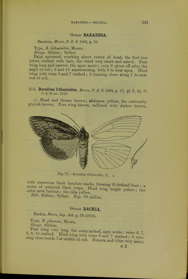 Genus BARADESA. Baradesa, Moore, P. Z. S. 1883, p. 16. Type, B. liihosioicles, Moore. Range. Sikhim; Sylhet. Palpi upturned, reaching above vertex of head, the first two joints clothed with hair, the third very short and naked. Fore wing long and narrow, the apex acute ; vein 6 given off after the angle of cell; 9 and 10 anastomosing with 8 to near apex. Hind \^-ing with veins 6 and 7 stalked ; 8 running close along 7 to near end of cell. 214. Baradesa lithosioides, Moore, P. Z. S. 1883, p. 17, pi. 5, fio-. 2; C. 8f 8. no. 1216. 6- Head and thorax brown; abdomen yellow, the extremity greyish brown. Pore wing brown, suffused with darker brown. Kg. 77.—Baradesa lithosicides. r^. with numerous black lunulate marks, forming ill-defined lines • a series of marginal black loops. Hind wing^bright yellow the outer area fuscous; the cilia yellow ^ ^ ' ^ iTaJ. Sikhim; Sylhet. Rvp. 8S millim. Genus RACHIA. Rachia, Moore, Lep. Atk. p. 70 (1879). Type, ^.jpZwrnosa, Moore. Range. Sikbim. 8 9'l0rtr]irr^Ti°^^' ^P«^ ^^^t^; ^eins 6, 7 K 2