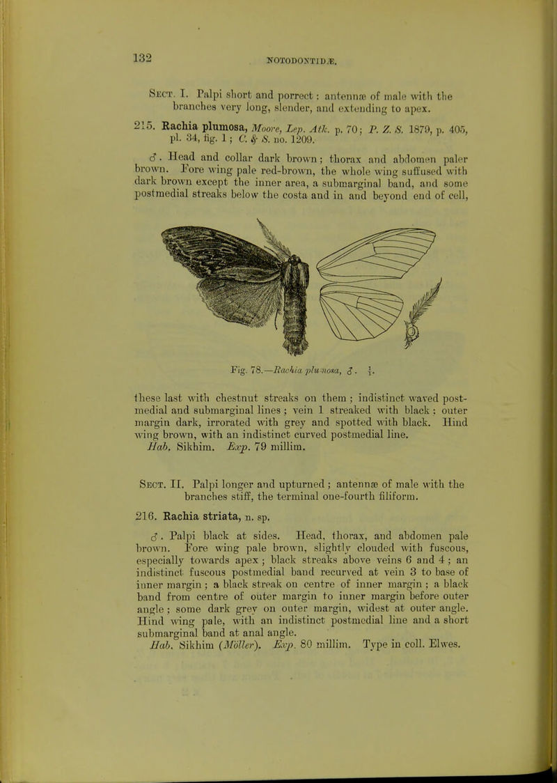 Sect. I. Tiilpi short and porrecfc : antenna? of male vtdth tlie branches very long, slender, and extending to apex. 215. Rachia plumosa, Moore, Lep. Ath. p. 70; P. Z. 8. 1879, p. 405, pi. 34, tig. 1; C.8f S. no. 1209. >i ' d. Head and collar dark brown; thorax and abdomen paler brown. Eore wing pale red-brown, the whole wing suiJused with dark brown except the inner area, a submarginal band, and some postraedial streaks below the costa and in and beyond end of cell, Fig. 78.—Eachia plumosa, \. these last with chestnut streaks on them ; indistinct waved post- medial and submarginal lines ; vein 1 sti-eaked with black : outer margin dark, irrorated with grey and spotted with black. Hind wing brown, with an indistinct curved postmedial line. Hah. Sikhim. Exjp. 79 millim. Sect. II. Palpi longer and upturned ; antennae of male with the branches stiff, the terminal one-fourth filiform. 216. RacMa striata, n. sp. S. Palpi black at sides. Head, thorax, and abdomen pale brown. Fore wing pale brown, slightly clouded with fuscous, especially tow^ards apex ; black streaks above veins 6 and 4 ; an indistinct: fuscous postmedial band recurved at vein 3 to base of inner margin ; a black streak on centre of inner margin ; a black band from centre of outer margin to inner margin before outer angle : some dark grey on outer margin, widest at outer angle. Hind wing pale, with an indistinct postmedial line and a short submarginal band at anal angle. Hah. Sikhim (Moller). Exp. 80 millim. Type in coll. Ehves.