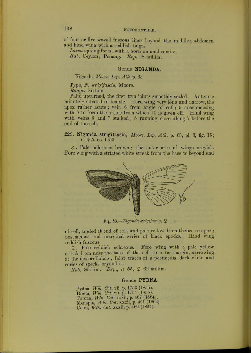 of four or five waved fuscous lines beyond the middle ; abdomen and hind wing with a reddish tinge. Larva sphingiform, with a horn on anal somite. Hah. Ceylon ; Penang. Exp. 48 millim. Genus NIGANDA. Niganda, Moore, Lcp. Atk. p. 63. Type, N. strigifascia, Moore. Range. Sikhim. Palpi upturned, the first two joints smoothly scaled. Antennae minutely ciliated in female. Fore wing very long and narrow, the apex ratber acute; vein 6 from angle of cell; 9 anastomosing with 8 to form the areole from which 10 is given off. Hind wing witb veins 6 and 7 stalked; 8 running close along 7 before the end of the cell. 229. Niganda strigifascia, Moore, Lep. Atk. p. 63, pi. 3, fig. 16; a. ^ S. no. 1153. c?. Pale ocbreous brown; the outer area of wings greyish, rore wing with a striated \A bite streak from the base to beyond end Pig. 83.—Niganda strigifascia, 5 • t- of cell, angled at end of cell, and pale yellow from thence to apex; postmedial and marginal series of black specks. Hind wing reddish fuscous. $ . Pale reddish ochreous. Pore wing with a pale yellow streak from near the base of the cell to outer margin, narrowing at the discocellulars ; faint traces of a postmedial darker line and series of specks beyond it. Hah. Sikhim. 'Exp., 6 55, $ 62 millim. Genus PYDNA. Pydna, Wlk. Cat. vii, p. 1753 (1855). Bireta, Wlk. Cat.yii, p. 1754 (1855). Torona, Wlk. Cat. xxxii, p. 467 (1864). Menapia, Wlk. Cat. xxxii, p. 461 (1864). Ceira, Wlk. Cat. xxxii, p. 462 (1864).