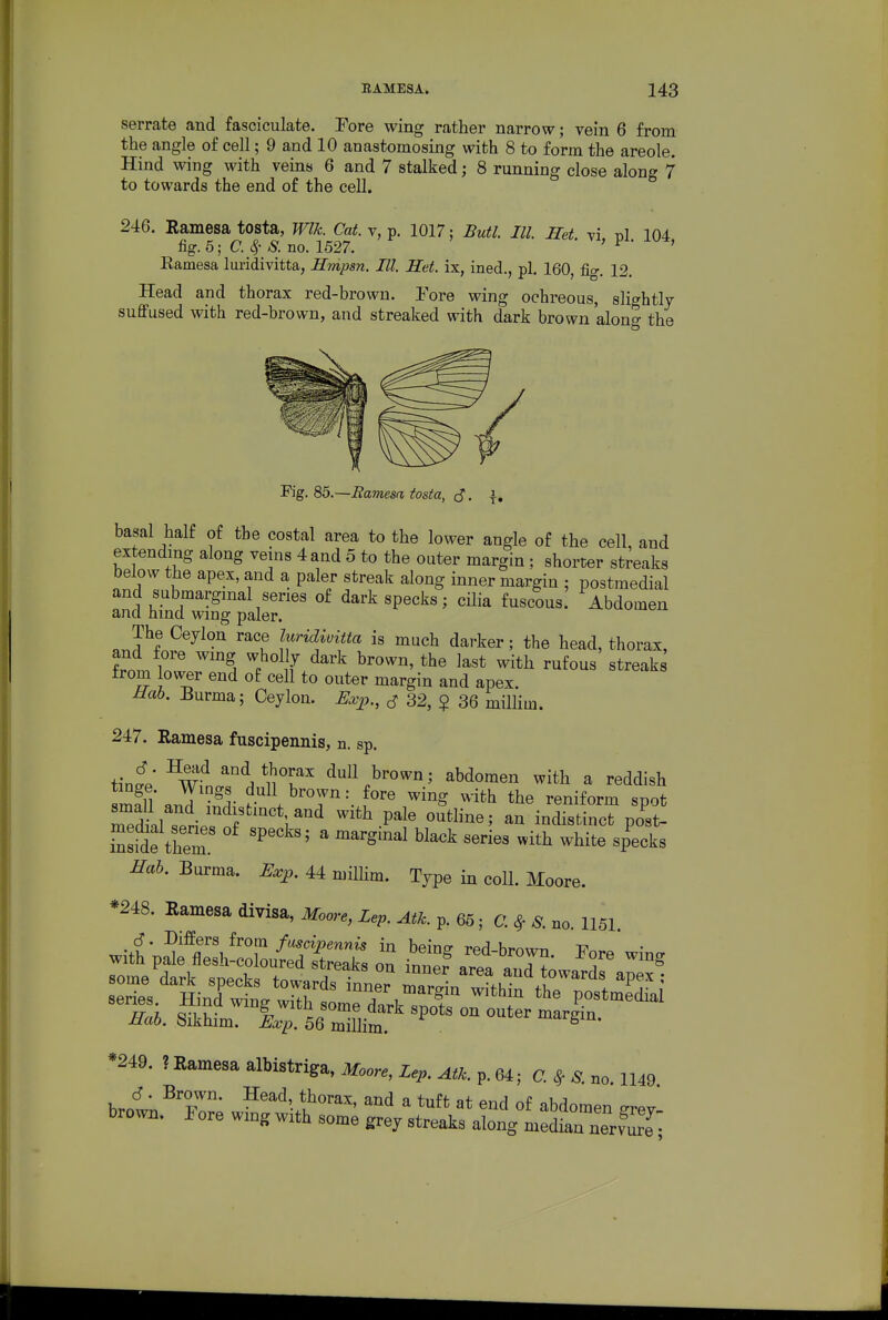 serrate and fasciculate. Fore wing rather narrow; vein 6 from the angle of cell; 9 and 10 anastomosing with 8 to form the areole. Hind wing with veins 6 and 7 stalked; 8 running close along 7 to towards the end of the cell. 246. Ramesa tosta, Wlk. Cat. v, p. 1017; Butl. III. mt vi pi 104 fig. 5; C. 4- S. no. 1527. ' ^ ' ' Kamesa luridivitta, Hmpsn. III. Het. ix, ined., pi. 160, fig. 12. Head and thorax red-brown. Fore wing ochreous, slightly suffused with red-brown, and streaked with dark brown along the Fig. 85.—Bamesn, tosta, . \* basal half of the costal area to the lower angle of the cell, and extending along veins 4 and 5 to the outer margin; shorter streaks below the apex, and a paler streak along inner margin ; postmedial and submargmal series of dark specks; cUia fuscous. Abdomen ana hind wing paler. The Ceylon race luridivitta is much darker; the head, thorax, and fore wmg wholly dark brown, the last with rufous streaks from lower end of cell to outer margin and apex. Hah. Burma; Ceylon. Exp., ^ 32, $ 36 millim. 247. Eamesa fuscipennis, n. sp. tint ^W^n^ViiT^ dull brown; abdomen with a reddish smfll' ? I ''• f^'^ ^^^^ ^'^^ reniform spot SLTpHp? f ''V^^ ^''^ P^ ^^l^^^' i°^^i«tinct post- i^side them ' ' ^''^ ^^'^ '''''' ^^^^ ^^^^ «P^«1^« Burma. 44 miUim. Type in coll. Moore. *248. Eamesa divisa, Moore, Lep. Atk. p. 65; C. ^ 8. no. 1151. S. Differs from fuscipennis in beino- rpd hrnwr, -p with pale flesh-coloured streaks on inner area arT^Aw 7' '^ Hah. Sikhim. Exp. 56 Sim ^ ^^'S^^' *249. ?Ramesaalbistriga.i»fo«..,x.^.^,/.p.64; C. ^ ^. no. 1149 brotn^'Zr« w^'^'^'A^'^^' ^ ^^^'^ «f abdomen grey- brown. I ore wing with some grey streaks along median nerviLT;