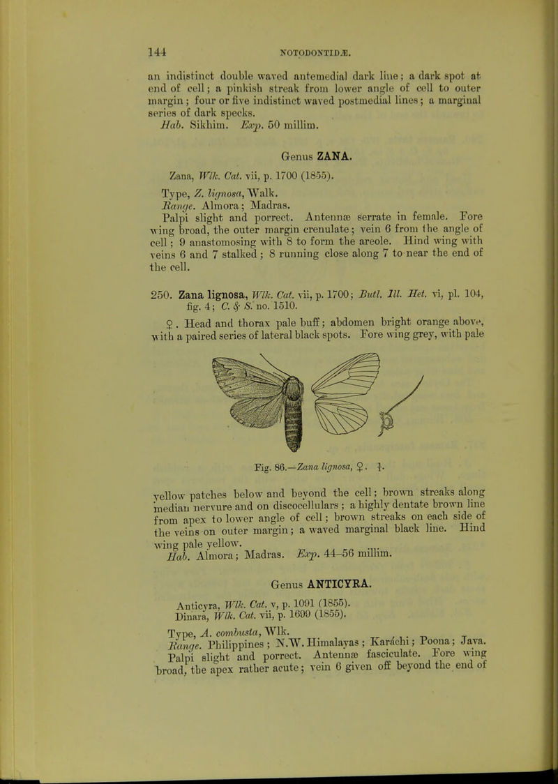 an indistinct double waved antemedial dark line; a dark spot at. end of cell; a pinldsh streak from lower angle of cell to outer margin ; four or five indistinct waved postmedial lines; a marginal series of dark specks. Hah. Sikhim. Exp. 50 millim. Genus ZANA. Zana, Wlk. Cat. vii, p. 1700 (1855). Type, Z. lignosa, AValk. Range. Almoi'a; Madras. Palpi slight and porrect. Antennse serrate in female. Fore wing broad, the outer margin crenulate; vein 6 from the angle of cell; 9 anastomosing with 8 to form the areole. Hind wing with veins 6 and 7 stalked : 8 running close along 7 to near the end of the cell. 250. Zana lignosa, Wlh. Cat. vii, p. 1700; Butl. 111. Het. vi, pi. 104, fig. 4; C. <^ S. no. 1510. 2 . Head and thorax pale buff; abdomen bright orange above, with a paired series of lateral black spots. Fore wing grey, with pale Fig. 8Q.—Zana lignosa, §. i. yellow patches below and beyond the cell; brown streaks along median nervure and on discocellulars ; a highly dentate brown line from apex to lower angle of cell; brown streaks on each side of the veins on outer margin; a waved marginal black line. Hind wing pale yellow. Hab. Almora; Madras. Exp. 44-56 milhm. Genus ANTICYRA. Anticyra, Wlk. Cat. v, p. 1091 (1855). Dinara, Wlk. Cat vii, p. 1699 (1855). Type, A. comhusta, Wlk. , , . „ , Ucmqe. Philippines; N.W.Himalayas; Kardchi; Poena; Java. Palpi slight and porrect. Antennae fasciculate. Pore wnig broad, the apex rather acute; vein 6 given off beyond the end of