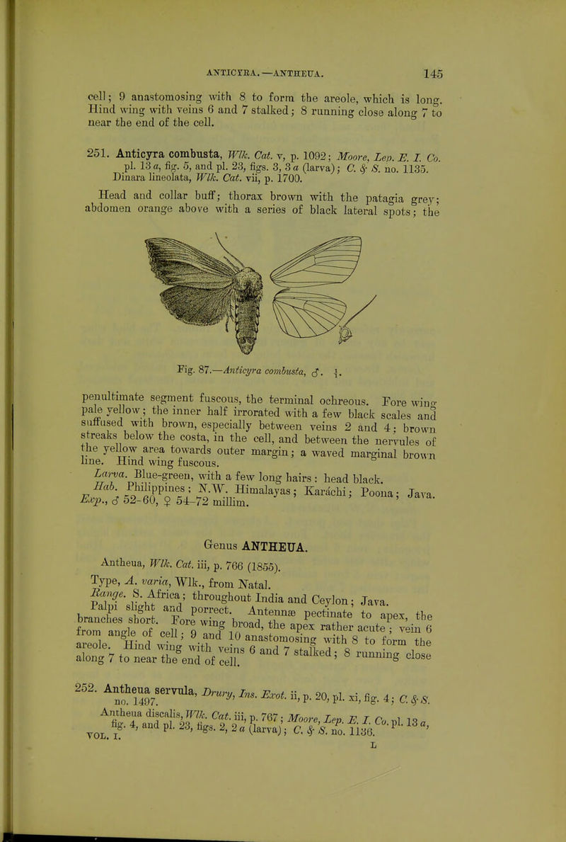 cell; 9 anastomosing with 8 to form the areole, which is long. Hind wing with veins 6 and 7 stalked; 8 running close along 7 to near the end of the cell. 251. Anticyra combusta, Tm. Cat. v, p. 1092; Moore, Len. E. I. Co. pi. 13 «, %. 5, and pi. 23, figs. 3, 3 a (larva); C. 8^ 8. no. 1135, Diaara lineolata, Wlk. Cat. vii, p. 1700. Head and collar buff; thorax brown with the patagia grey; abdomen orange above with a series of black lateral spots; the penultimate segment fuscous, the terminal ochreous. Eore wiuo- pale yellow; the inner half irrorated with a few black scales and suftiised with brown, especially between veins 2 and 4: brown streaks below the costa, in the cell, and between the nervules of the yellow area towards outer margin; a waved marginal brov^n line. Hind wmg fuscous. Zf«n;a. Blue-green, with a few long hairs : head black. Genus ANTHEUA. Antheua, Wlk. Cat. iii, p. 766 (1855). Type, A. varia, Wlk., from Natal. v7S\y't^'''V ^^^^o^gliout India and Ceylon; Java. brants S .tore^:Ltbrot^^^^^^^^^^ ^^4^ ^^'''^ fn>m angle of cell; areole. Hind wms with vein^ R 7 ii j o ■ , along 7 to near the end o£ cell '