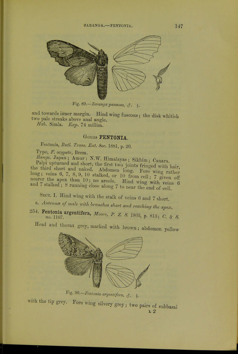 Fig. 89.—Zaranga pannosa, ,^. \. and towards inner margin Hind wing fuscous; the disJi whitish two pale streaks above anal angle. Hab. Simla. Exp. 74 millim. Genus PENTONIA. Fentonia, Butl. Trans. Eat. Soc. 1881, p. 20. Type, F. ocypete, Brem. Range. Japan; Amur; N.W.Himalayas; Sikhim • Canara Palpi upturned and short, the first two joints fringed w^th hair neaiV^^p;x^hl^oVnot^^^^^ Hind''^ and 7 stalked^ 8 running doTe Z.g 7 to'';rearre^erof LT ' Sect. I. Hind wing with the stalk of veins 6 and 7 short a. Antennce of mcde with hranches short and reaching the apev ^ro*ii?7.'^^^*^^^^^' 1865, p. 813.; C. ^ S. Head and thorax grey, marked with bro^vn; abdomen yellow ^^g-^^--Fcntonia argent if era, ^. \ with the tip g.ey. 3u,,,y g,^^^ ^^^^^^^ L 2