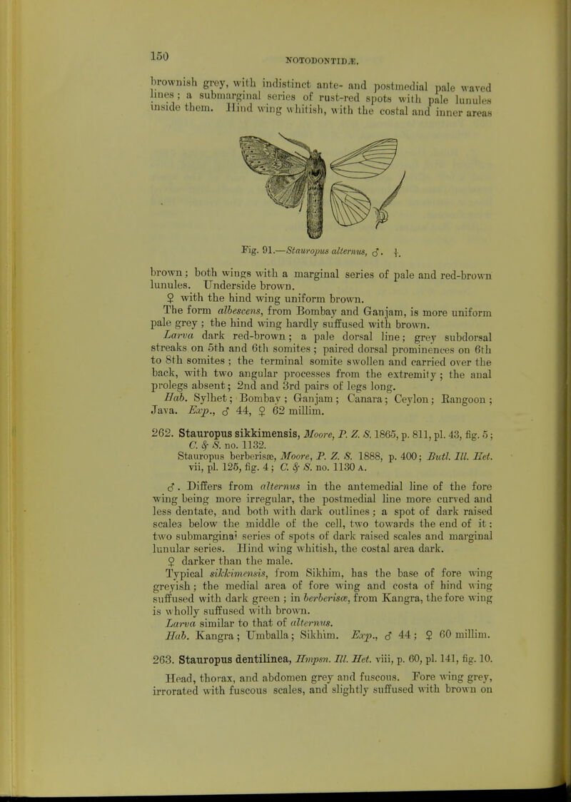 ^^'^ NOTODONTIDiE. brownish grey, with indistinct ante- and postmedial pale waved hues ; a subniargmal series of rust-red spots with pale lunules inside them. Hnid wing whitish, with the costal and inner areas brown; both wings with a marginal series of pale and red-brown lunules. Underside brown. 2 with the hind wing uniform brown. The form albescens, from Bombay and Ganjam, is more uniform pale grey ; the hind wing hardly suffused with brown. Larva dark red-brown; a pale dorsal line; grey subdorsal streaks on 5th and 6th somites ; paired dorsal prominences on 6th to 8th somites ; the terminal somite swollen and carried over the back, with two angular processes from the extremity ; the anal prolegs absent; 2nd and 3rd pairs of legs long. Hab. Sylhet; Bombay ; Ganjam ; Canara ; Ceylon; Eangoon ; Java. Bxja., 44, $ 62 millim. 262. Stauropns sikkimensis, 3Ioore, P. Z. S. 1865, p. 811, pi. 43, fig. 5; a ^ 8. no. 1132. Stauropus berberis^, Moore, P. Z. S. 1888, p. 400; Butl III. Set. vii, pi. 125, fig. 4 ; C. <^ S. no. 1130 a. c?. Differs from alternus in the antemedial line of the fore wing being more irregular, the postmedial line more curved and less dentate, and both with dark outlines; a spot of dark raised scales below the middle of the cell, two towards the end of it: two submargina? sei'ies of spots of dark raised scales and marginal lunular series. Hind wing whitish, the costal area dark. 2 darker than the male. Typical sihkimensis, from Sikhim, has the base of fore -vA-ing greyish; the medial area of fore wing and costa of hind wing suffused with dark green ; in berberisce, from Kangra, the fore wing is wholly suffused with brown. Larva similar to that of alternus. Hab. Kangra; Umballa; Sikhim. Exp., c? 44; $ 60 millim. 263. Stauropns dentilinea, Ilmpsn. III. Het. viii, p. 60, pi. 141, fig. 10. Head, thorax, and abdomen grey and fuscous. Fore wing grey, irrorated with fuscous scales, and slightly suffused with brown on