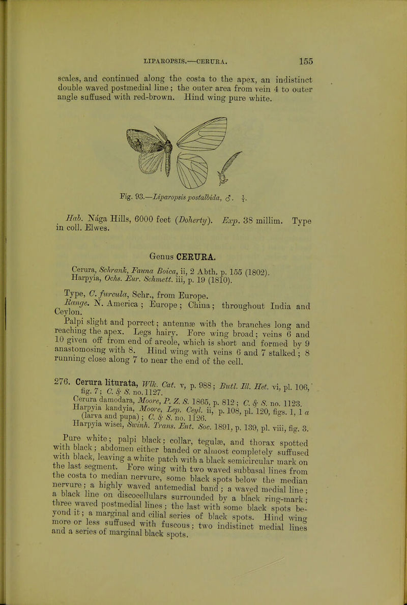 scales, and continued along the costa to the apex, an indistinct double waved postmedial line; the outer area from vein 4 to outer angle suffused with red-browu. Hind wing pure white. Pig. 93.—Liparopsis postalbida, S- t- Hah. Naga Hills, 6000 feet (DolerUf). Exp. 38 millim. Tvpe in coll. Elwes. ^ i n Genus CERURA. Cerura, Schrank, Fauna Boica, ii, 2 Abth. p. 155 (1802). Harpyia, Ochs. Hur. Schmett. iii, p. 19 (1810). Type, C. furcula, Schr., from Europe. Sange. N. America ; Europe ; China; throughout India and Ueylon. Palpi slight and porrect; antennae with the branches long and reachmg the apex. Legs hairy. Fore wing broad; veins 6 and 10 given off from end of areole, which is short and formed by 9 anastomosing with 8. Hind wing with veins 6 and 7 stalked; 8 running close along 7 to near the end of the cell, 276. Cerura lit^^^^ta.^^J]|^ea^ v, p. 988; Butl. III. Ret. vi, pi. 106,  Cerura damodara, Moore^P. Z. S. 1865, p. 812 ; C. & S. no. 112.3 Harpyia kandjia Moore, Lep. Ceyl. ii, p. 108, pi. 120 fio-s 1 la (larva and pupa) ; C. ^ ^. no. 1126. ^ ' ° ' Harpyia wisei, Swinh. Trans. Ent. Soc. 1891, p. 139, pi. viii, fig. 3. Pure white; palpi black; collar, tegul^, and thorax spotted with b ack; abdomen either banded or al.aost completely suffused with black, leaving a white patch with a black semicircular mark on the last segment, lore wing with two waved subbasal lines from the costa to median nervure, some black spots below the median nervure; a highly waved antemedial band; a waved medial hne • a black line on discoeellulars surrounded by a hlack ring-mark- three waved postmedial lines; the last with some black spots be-' yond It; a marginal and cilial series of black spots. Hii d Mdng more or less suffused with fuscous; two indis inct medial lines and a series of marginal black spots.