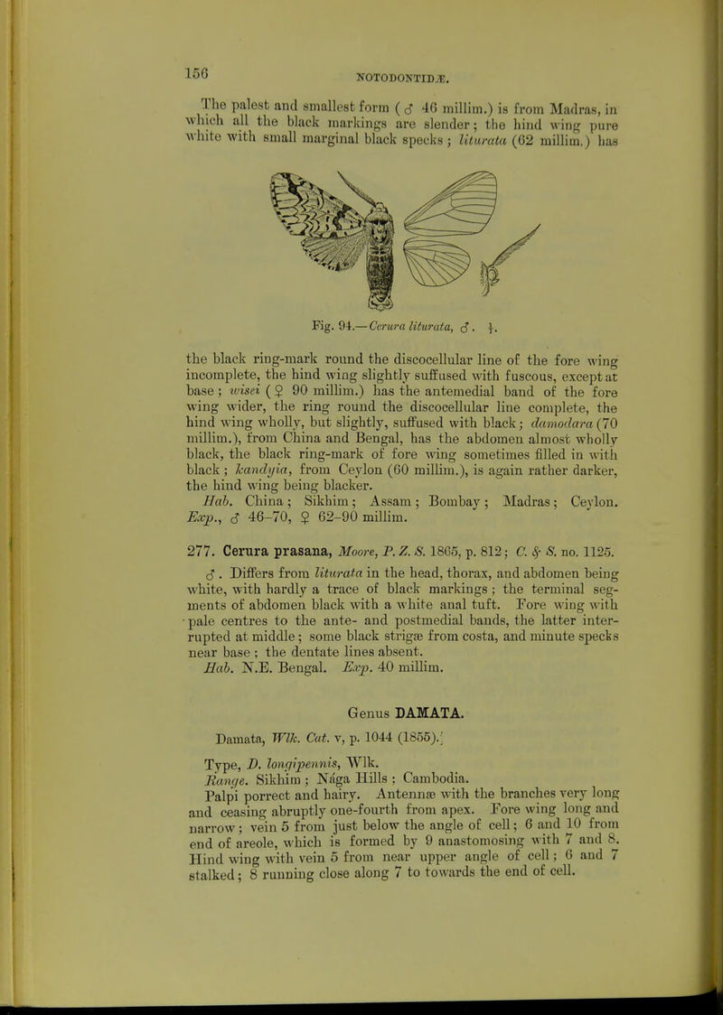 The palest and smallest form ( ^ 46 millim.) is from Madras, in which all the black markings are slender; the hind wing pure white with small marginal black specks ; Uturatci (62 millim.) has the black ring-mark round the discocellular line of the fore M'ing incomplete, the hind wing slightly suffused with fuscous, except at base ; luisei ( $ 90 milhm.) has the antemedial band of the fore wing wider, the ring round the discocellular line complete, the hind wing whoUy, but slightly, suffused with black; clamodara (70 millim,), from China and Bengal, has the abdomen almost wholly black, the black ring-mark of fore wing sometimes filled in with black ; Icandyia, from Ceylon (60 millim.), is again rather darker, the hind wing being blacker. Hah. China ; Sikhim; Assam ; Bombay ; Madras; Ceylon. Exp., S 46-70, $ 62-90 millim. 277. Cerura prasana, Moore, P. Z. S. 1865, p. 812; C. ^ S. no. 1125. . Differs from liturata in the head, thorax, and abdomen being white, with hardly a trace of black markings ; the terminal seg- ments of abdomen black with a white anal tuft. Fore wing with •pale centres to the ante- and postmedial bauds, the latter inter- rupted at middle; some black strigse from costa, and minute specks near base ; the dentate lines absent. Bed). N.E. Bengal. Exp. 40 millim. Genus DAMATA. Damata, Wlk. Cat. v, p. 1044 (1855).; Type, D. longipennis, Wlk. Range. Sikhim ; Naga Hills : Cambodia. Palpi porrect and bairy. Antennae vnih the branches very long and ceasing abruptly one-fourth from apex. Fore wing long and narrow; vein 5 from just below the angle of cell; 6 and 10 from end of areole, which is formed by 9 anastomosing with 7 and 8. Hind wing with vein 5 from near upper angle of cell; 6 and 7 stalked; 8 running close along 7 to towards the end of cell.