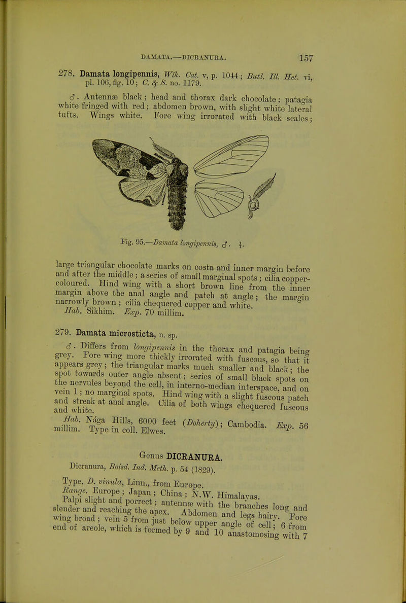 278. Damata longipennis, Wlk. Cat. v, p. 1044: Butl. III. Ilet vi pi. 106, %. 10; a ^ S. no. 1179. d. Antennae black ; head and thorax dark chocolate; patao-ia white fringed with red; abdomen brown, with slight white lateral tufts. Wings white. Pore wing irrorated with black scales- Fig. ^0.—Damata longipennis, c?. \. large triangular chocolate marks on costa and inner margin before and after the middle; a series of small marginal spots; cilia copper- coloured. Hind wmg with a short brown line from the inner margin above the anal angle and patch at angle; the margin narrowly brown ; cilia chequered copper and white. Hah. Sikhim. Exp. 70 millim. 279. Damata microsticta, n. sp. 6. Differs from longipennis in the thorax and patagia beins grey, lore wing more thickly irrorated with fuscous, so that it appears grey; the triangular marks much smaller and black- the spot towards outer angle absent; series of small black spot's on the nervules beyond the cell, in interno-median interspace,^rnd on vein 1; no marginal spots. Hind wing with a slight fuscois patch and sh.ak at anal angle. Ciha of both wings chequered fuLons Genus DICRANURA. Dicranura, Boisd. Lid. Meth. p. 54 (1829). Type, D. vinula, Linn., from Europe Europe; Japan; China; N.W. Himalayas Palpi slight and porrect; antenna^ wifli VwTt ' ^ i Blender and reaching the apex''~m VaL'M^^^^ wing broad ; vein 5 from just below upper Se of ce^ 6 end of areole, which is formed bv 9 nnll i n ^ ? • ' luimeu Dy y and 10 anastomosing with 7