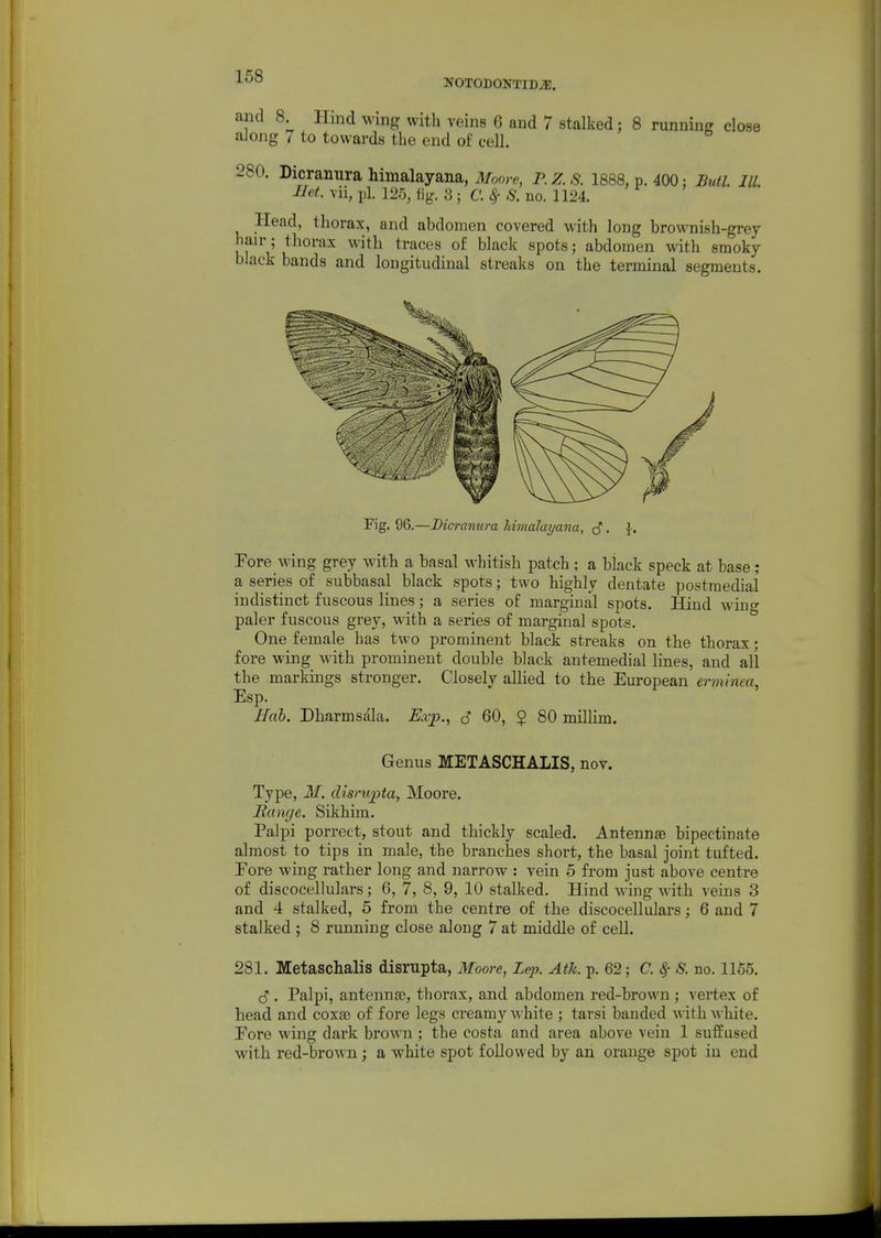 NOTODONTID^. and 8 Hind wing with veins 6 and 7 stalked; 8 running close along 7 to towards the end of cell. 280. Dicranura himalayana, Moore, P. Z. S. 1888, p. 400: Butl. III. Ilet vii, pi. 125, fig. 3 ; C. ^ S. no. 1124. Head, thorax, and abdomen covered with long brownish-grey hair; thorax with traces of black spots; abdomen with smoky- black bands and longitudinal streaks on the terminal segments. Fore wing grey with a basal whitish patch ; a black speck at base; a series of subbasal black spots; two highly dentate postraedial indistinct fuscous lines; a series of marginal spots. Hind wing paler fuscous grey, with a series of marginal spots. One female has two prominent black streaks on the thorax; fore wing with prominent double black antemedial lines, and all the markings stronger. Closelv allied to the European erminea, Esp. Ifab. Dharmsala. Exp., c? 60, $ 80 millim. Genus METASCHALIS, nov. Type, M. dismpta, Moore. Range. Sikhim. Palpi porrect, stout and thickly scaled. Antennse bipectinate almost to tips in male, the branches short, the basal joint tufted. Eore wing rather long and narrow : vein 5 from just above centre of discocellulars; 6, 7, 8, 9, 10 stalked. Hind w'ing with veins 3 and 4 stalked, 5 from the centre of the discocellulars; 6 and 7 stalked ; 8 running close along 7 at middle of cell. 281. Metaschalis disrupta, Moore, Lep. Ath. p. 62; C. ^- S. no. 1155. c? . Palpi, antennte, thorax, and abdomen red-brown ; vertex of head and coxa) of fore legs creamy white ; tarsi banded with white. Eore wing dark brown ; the costa and area above vein 1 suffused with red-brow'n; a white spot followed by an orange spot iu end