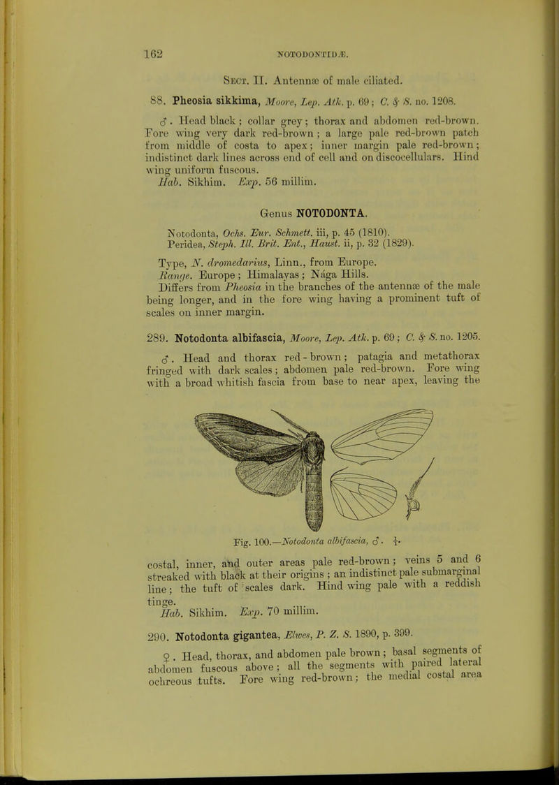 Sect. II. Antennae o£ male ciliated. 88. Pheosia sikkima, Moore, Lep. Atk. p. 69; C. Sf S. no. 1L'08. . Head black ; collar grey; thorax and abdomen red-brown. Fore wing very dark red-brown ; a large pale red-brown patch from middle of costa to apex; inner margin pale red-brown; indistinct dark lines across end of cell and on discocellulars. Hind wing uniform fuscous. Hub. Sikhim. Exp. 56 millim. Genus NOTODONTA. Notodonta, Ochs. Eur. Schmett. iii, p. 45 (1810). Peridea, Steph. III. Brit. Ent, Haust. ii, p. 32 (1829). Type, N. dromedarius, Linn., from Europe. Range. Europe ; Himalayas ; Naga Hills. Differs from Pheosia in the branches of the antennae of the male being longer, and in the fore wing having a prominent tuft of scales on inner margin. 289. Notodonta albifascia, Moore, Lep. Atk. p. 69; C. 8f S. no. 1205. S. Head and thorax red-brown; patagia and metathorax fringed with dark scales ; abdomen pale red-brown. Fore wing with a broad whitish fascia from base to near apex, leaving the Fig. 100.—Notodonta albifascia, S • h costal, inner, ahd outer areas pale red-brown; veins 5 and 6 streaked with black at their origins ; an indistinct pale submarginal line- the tuft oE ^scales dark. Hind wing pale with a reddish tinge Hab. Sikhim. E.vp. 70 millim. 290. Notodonta gigantea, Ehves, P. Z. S. 1890, p. 399. 9 . Head, thorax, and abdomen pale brown ; basal segments of abdomen fuscous above ; all the segments ^'^^l^..Pf^^'«j, f ^l^^^^ ochreous tufts. Fore wing red-brown; the medial costal area