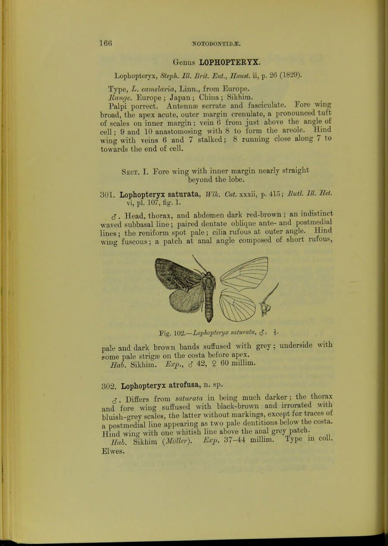 Genus LOPHOPTERYX. Lopliopteryx, Steph. III. Brit. Ent., Haust. ii, p. 26 (1829). Type, L. camelaria, Linn., from Europe. Jtancje. Europe ; Japan ; China; Sikhim. Palpi porrect. Antennso serrate and fasciculate. Pore wing broad, the apex acute, outer margin crenulate, a pronounced tuft of scales on inner margin; vein 6 from just above the angle of cell; 9 and 10 anastomosing with 8 to form the areole. Hind wing witb veins 6 and 7 stalked; 8 running close along 7 to towards the end of cell. Sect. I. Eore wing with inner margin nearly straight beyond the lobe. 301. Lopliopteryx saturata, Wlk. Cat. xxxii, p. 415; Butl. lU. Set. Yi, pi. 107, fig. 1. S. Head, thorax, and abdomen dark red-brown ; an indistinct waved subbasal line; paired dentate oblique ante- and postraedial lines ; the reniform spot pale; cilia rufous at outer angle. Hmd wmg fuscous; a patch at anal angle composed of short rufous, Fig. 102.—Lophopteri/x saiuraia, J. pale and dark brown bands suffused with grey; underside with pome pale strigse on the costa before apex. Hab. Sikhim. Ex^., d 42, $ 60 milhrn. 302. Lophopteryx atrofusa, n. sp. J. Differs from saturata in being much darker; the thorax and fore wing suffused with black-bro\vn and irrorated with bluish-grey scales, the latter without markings, except for traces of a postmedial line appearing as two pale dentitions below the costa. Hind wing with one whitish line above the anal grey patch. Hab. Sikhim (MdUer). Exp. 37-44 millim. Type in coll. Elwes,