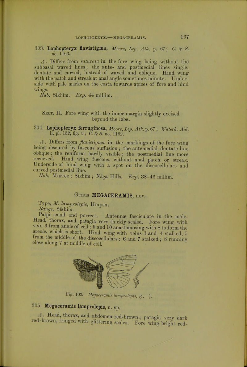 303. Lophopteryx flavistigma, Moore, Lep. Atk. p. 67; C. ^ S. no. 1163. S. Differs from saturata in the fore wing being without the subbasal waved hnes; the ante- and postmedial Hnes single, dentate and curved, instead of waved and oblique. Hind wing with the patch and streak at anal angle sometimes minute. Under- side with pale marks on the costa towards apices of fore and hind, wings. Huh. Sikhim. Exp. 44 milhai. Sect. II. Eore wing with the inner margin slightly excised beyond the lobe. 304. Lophopteryx ferruginosa, Moore, Lep. Atk. p. 67; Waterh. Aid, n, pi. 132, tig. .5; C. ^ 8. no. 1162. . Differs from flavistigma in the markings of the fore wing being obscured by fuscous suffusion ; the antemedial dentate line oblique; the reniform hardly visible ; the postmedial Hue more recurved. Hind wing fuscons, without anal patch or streak. Underside of hind wing with a spot on the discocellulars and curved postmedial line. Hah. Murree ; Sikhim ; Naga Hills. Exp. 38-46 millim. Genus MEGACERAMIS, nov. Type, M. lamprolepis, Hmpsn. Ikinge. Sikhim. Palpi small and porrect. Antennse fasciculate in the male. Head, thorax, and patagia very thickly scaled. Pore wing with vein 6 from angle of cell; 9 and 10 anastomosing with 8 to form the areole, which is short. Hind wing with veins 3 and 4 stalked, 5 trom the middle of the discocellulars; 6 and 7 stalked ; 8 running close along 7 at middle of cell 1 Fig. 103.—Megaceramis lamprolepis, 305. Megaceramis lamprolepis, n. sp. d. Head thorax, and abdomen red-brown; patagia very dark red-brown, fringed with glittering scales. Pore wing bright red-
