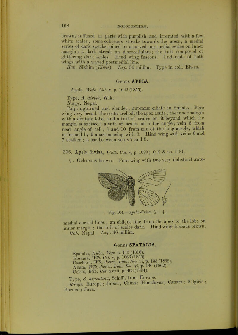 108 brown, suffused in parts with purplish and irrorated with a few w hite scales; some oehreous streaks towards the apex ; a medial series of dark specks joined by a curved postmedial series on inner margin ; a dark streak on discocellulars; the tuft composed of glittei'ing dark scales. Hind Ming fuscous. Underside of both wings Avith a waved postmedial line. Hab. Sikhim {Elwes). Exp. 36 millim. Type in coll. Elwes. Genus APELA. Apela, Walk. Cat. v, p. 1092 (1855). Type, A. divisa, Wlk. Mange. Nepal. Palpi upturned and slender; antennae ciliate in female. Fore Adng very broad, the costa arched, the apex acute; the inner margin with a dentate lobe, and a tuft of scales on it beyond which the margin is excised ; a tuft of scales at outer angle; vein 5 from near angle of cell ; 7 and 10 from end of the long areole, which is formed by 9 anastomosing with 8. Hind wing with veins 6 and 7 stalked; a bar between veins 7 and 8. 306. Apela divisa, Walk. Cat. v, p. 1093; C. ^- S. no. 1181. 2 . Oehreous brown. Fore wing with two very indistinct ante- Pig. 104.—Apela divisa, $. j. medial curved lines ; an oblique line from the apex to the lobe on inner margin; the tuft of scales dark. Hind wdng fuscous brown. Hub. Nepal. E.vp. 46 millim. Genus SPATALIA. Spatalia, Hilbn. Verz. p. 145 (1816). Rosama, Wlk. Cat. v, p. 1066 (1855). Caschara, Wlk. Journ. Linn. Soc. vi, p. 133 (1862). Allata, WUc. Journ. Linn. Soc. vi, p. 140 (1862). Celeia, Wlk. Cat. xxxii, p. 463 (1864). Type, S. argentina, Schiff., from Europe. . . Eange. Europe; Japau; China; Himalayas; Canara; Nilgiris Borneo ; Java.