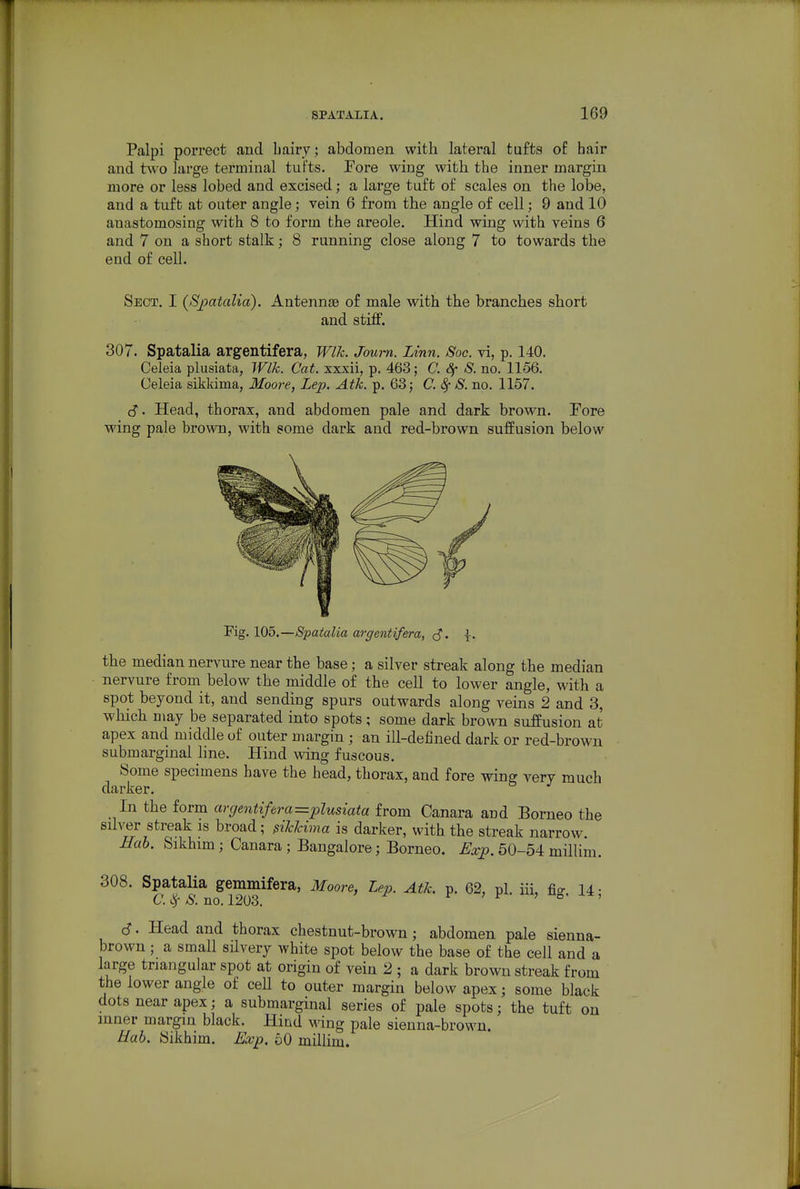 Palpi porrect and bairy; abdomen with lateral tufts of hair and two large terminal tut'ts. Pore wing with the inner margin more or less lobed and excised; a large tuft of scales on the lobe, and a tuft at outer angle; vein 6 from the angle of cell; 9 and 10 anastomosing with 8 to form the areole. Hind wing with veins 6 and 7 on a short stalk; 8 running close along 7 to towards the end of cell. Sect. I {Spatalia). Antennae of male with the branches short and stiff. 307. Spatalia argentifera, Wlk. Joum. Linn. Soc. vi, p. 140. Celeia plusiata, Wlk. Cat. xxxii, p. 463; C. Sf S. no. 1156. Celeia sikkima, Moore, Lep. Atk. p. 63 j C. ^ S. no. 1157. c?. Head, thorax, and abdomen pale and dark brown. Fore wing pale bro\vn, with some dark and red-brown suffusion below Fig. 105.—Spatalia argentif&ra, c?. \. the median nervure near the base; a silver streak along the median nervure from below the middle of the cell to lower angle, with a spot beyond it, and sending spurs outwards along veins 2 and 3, which may be separated into spots; some dark hvovm suffusion at apex and middle of outer margin ; an ill-defined dark or red-brown submarginal line. Hind wing fuscous. Some specimens have the head, thorax, and fore wing very much darker. In the form argentifera=plusiata from Canara and Borneo the silver streak is broad; Mima is darker, with the streak narrow. Hab. Sikhim; Canara ; Bangalore; Borneo. £Jxp. 50-54 millim. 308. Spatalia gemmifera, Moore, Lep. Atk. p. 62, pi. iii, fig. 14; S. Head and thorax chestnut-brown; abdomen pale sienna- brown ; a small silvery white spot below the base of the cell and a large triangular spot at origin of vein 2 ; a dark brown streak from the lower angle of cell to outer margin below apex; some black dots near apex; a submarginal series of pale spots; the tuft on inner margin black. Hind wing pale sienna-brown. Hab. Sikhim. Exp. 50 millim.