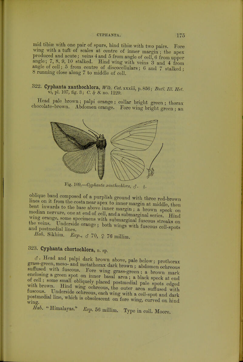 mid tibiffi with one pair of spurs, hind tibise with two pairs. Fore Ming with a tuft of scales at centre of inner margin ; the apex produced and acute; veins 4 and 5 from angle of cell, 6 from upper angle; 7, 8, 9, 10 stalked. Hind wing with veins 3 and 4 from angle of cell; 5 from centre of discocellulars; 6 and 7 stalked • 8 running close along 7 to middle of cell. ' 322. Cyphanta xanthochlora, TVlk. Cat.xxxni, p.856; Butl III mt \i, pi. 107, 3; 0.4- S. no. 1229. Head pale brown; palpi orange ; collar bright green ; thorax chocolate-brown. Abdomen orange. Eore wing bright green ; an 'Fig-109.—Ci/pha7i^a xanthochlora, c?. j. oblique band composed of a purplish ground with three red-brown Imes on it from the costa near apex to inner margin at middle then -bent inwards to the base above inner margin ; a brown spe^k o median nervure, one at end of cell, and a submirginal series^ Hin rfe^s'^VuZsil^^ -b--gi-lLcous streaks 0 ?nrprtmecS1i;:f ^ ^^^^ -'^^ Bab. Sikhim. &^p., ^ 70, 5 ^^^^^^ 323. Cyphanta chortochlora, n. sp. c?. Head and palpi dark brown above, pale below: prothorax fZstrwitHn'sr' t''°^^ '^^^^ ^^^^^ -bdom^n'octeous sultused with fuscous. Fore wmg grass-green ; a brown mark enclosmg a green spot on inner ba'sal area; a black spedc at end of cell; some small obliquely placed postmedial pale spots edged with brown Hmd wing ochreous, the outer area suffused v^Sh fuscous Underside ochreous, each wing with a cell-spot and dark postmedial line, which is obsolescent on fore wing, curved on hind Himalayas. ^rp. 56 millim. Type in coll. Moore.