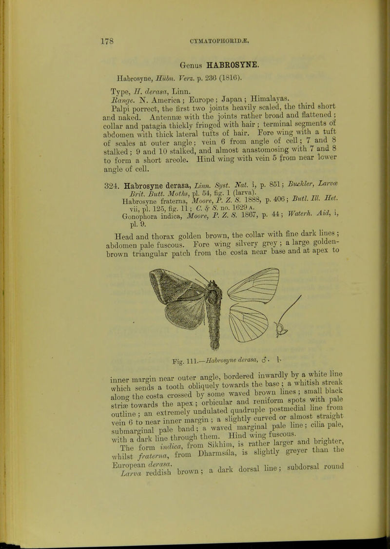 Genus HABROSYNE. Ilabrosyne, Hubii. Vers. p. 230 (181G). Type, H. derasa, Linn. liange. N. America; Europe; Japan ; Himalayas. Palpi porrect, the first two joints heavily scaled, the third short and naked. AntennjE with the joints rather broad and flattened ; collar and patagia thickly fringed with hair; terminal segments of abdomen with thick lateral tufts of hair. Fore wmg with a tutt of scales at outer angle; vein 6 from angle of cell; 7 and 8 stalked; 9 and 10 stalked, and almost anastomosing with 7 and « to form a short areole. Hind wing with vein 5 from near lower angle of cell. 324. HalDrosyne derasa, Linn. Si/st. Nat. i, p. 851; Buckler, Larvcs Brit. Butt. Moths, pi. 54, fig. 1 (larva). Habrosyne fraterna, Moore, P. Z. S. 1888, p. 406; Butl. III. Het. vii, pi. 125, fig. 11; C.^ S. no. 1629 a. Gonophora lAdica, Moore, P. Z. S. 1867, p. 44; Waterh. Aid, i, pi. 9. Head and thorax golden brown, the collar with fine dark lines ; abdomen pale fuscous. Fore wing silvery grey ; a large golden- brown triangular patch from the costa near base and at apex to Fig. 111.—Habrosyne derasa, <S • \- inner margin near outer angle, bordered inwardly by a white line whTch^ends a tooth obliquely towards the base ; a whitish s reak Tlon? the costa crossed by some waved brown lines ; small black s rL towards the apex; orbicular and reniform spots with pale n Xe an extremely I ndulated quadruple postmedial me from ve^ 6 t; nea^iLne^ a slightly curved or almost straight lubmarginaTpale band;\ waved marginal pale line; cilia pale, brown; a dark dorsal line; subdorsal round