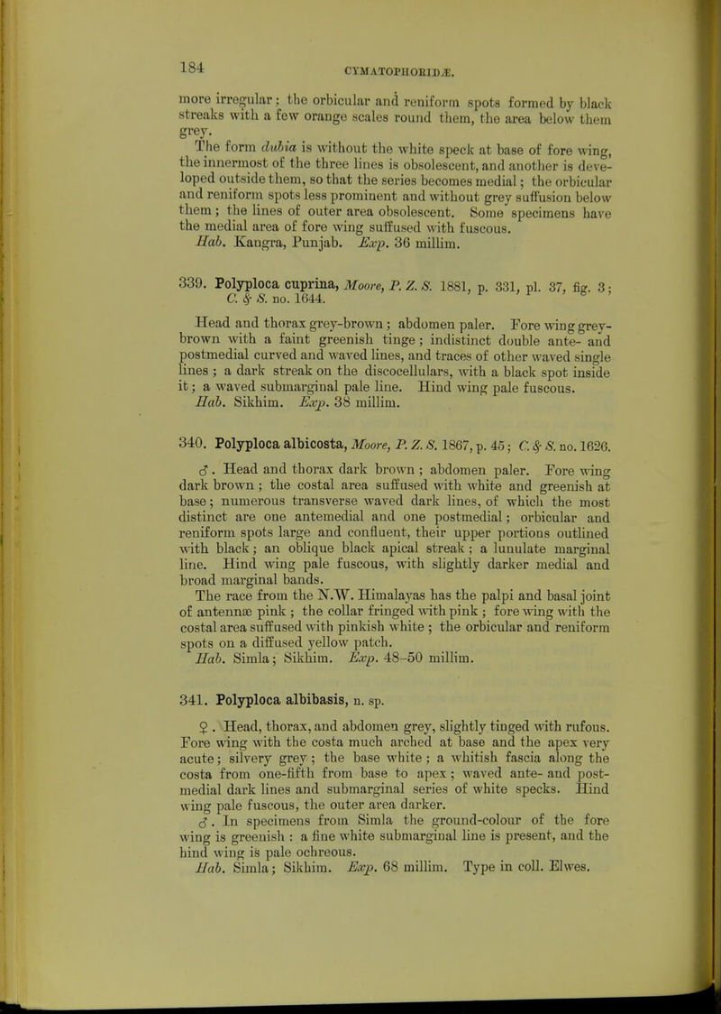 more irregular: the orbicular and renifortn spots formed by black streaks with a few orauge scales round them, the area below them grey. The form duUa is without the white speck at base of fore wing, the innermost of the three lines is obsolescent, and another is deve- loped outside them, so that the series becomes medial; the orbicular and reniforin spots less prominent and without grey suffusion below them; the Hnes of outer area obsolescent. Some specimens have the medial area of fore wing suffused with fuscous. Hab. Kangra, Punjab. Exp. 36 milUm. 339. Polyploca cuprina, Moore, P. Z. S. 1881, p. 331, pi. 37, fis. 3: a ^ S. no. 1644. ^ > & ' Head and thorax grey-brown; abdomen paler. Pore wing grey- brown with a faint greenish tinge; indistinct double ante- and postmedial curved and waved lines, and traces of other waved single lines ; a dark streak on the discocellulars, with a black spot inside it; a waved submarginal pale line. Hind wing pale fuscous. Hab. Sikhim. Kvp. 38 millim. 340. Polyploca albicosta, Moore, P. Z. S. 1867, p. 45; C (f- S. no. 1626. S. Head and thorax dark brown ; abdomen paler. Pore wing dark brown ; the costal area suffused with white and greenish at base; numerous transverse waved dark lines, of whicli the most distinct are one antemedial and one postmedial; orbicular and reniform spots large and confluent, their upper portions outlined wdth black; an oblique black apical streak ; a luuulate marginal line. Hind wing pale fuscous, with slightly darker medial and broad marginal bands. The race from the N.W. Himalayas has the palpi and basal joint of antennae pink ; the collar fringed with pink ; fore wing with the costal area suffused with pinkish white ; the orbicular and reniform spots on a diffused yellow patch. Hab. Simla; Sikhim. Exp. 48-50 milhm. 341. Polyploca albibasis, n. sp. 2 . Head, thorax, and abdomen grey, slightly tiuged with rufous. Pore wing with the costa much arched at base and the apex very acute; silvery grey ; the base white; a whitish fascia along the costa from one-fifth from base to apex ; waved ante- and post- medial dark lines and submarginal series of white specks. Hind wing pale fuscous, the outer area darker. (5. In specimens from Simla the ground-colour of the fore wing is greenish : a fine white submarginal line is present, and the hind wing is pale ochreous. Mab. Simla; Sikhim. Exj). 68 millim. Type in coll. Elwes.