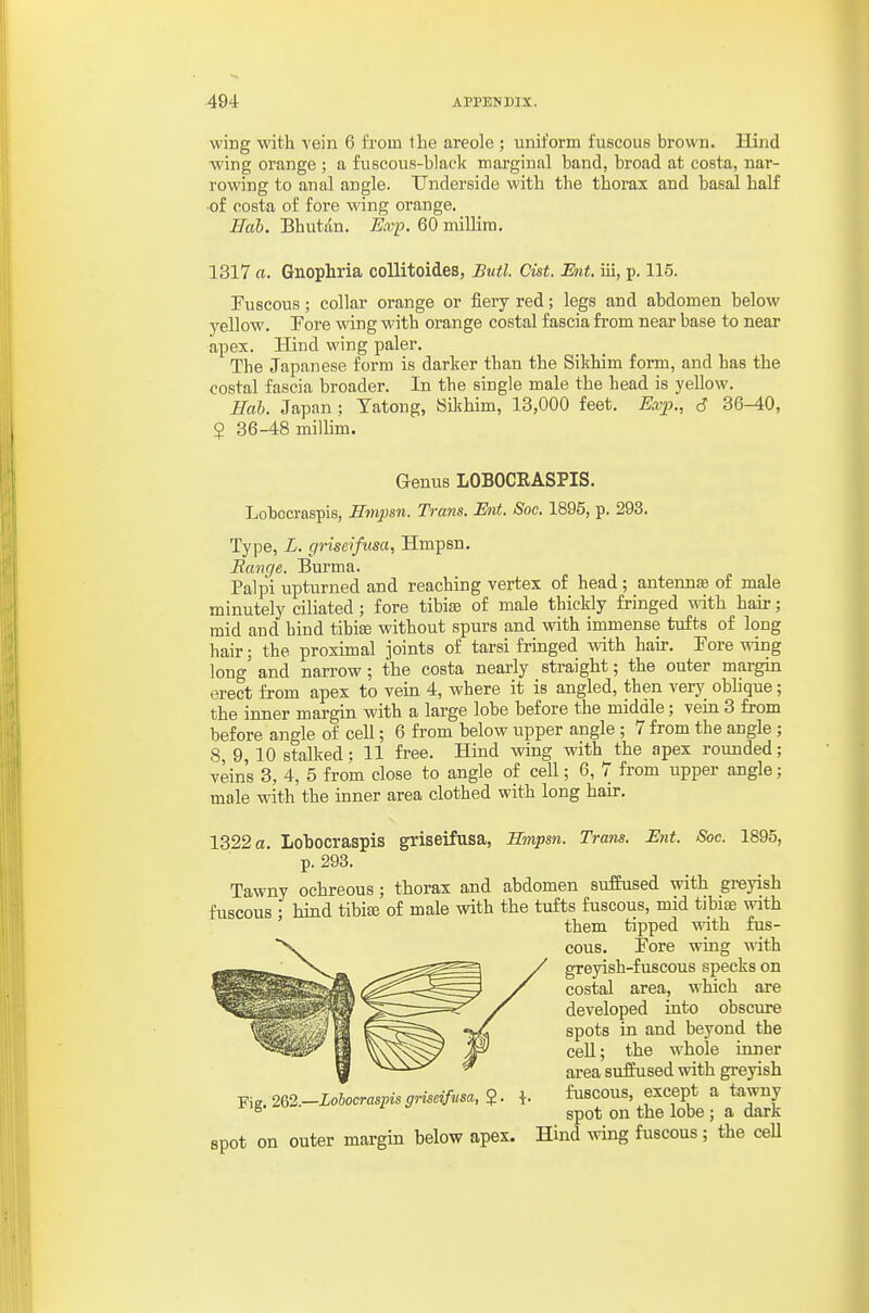 wing with vein 6 from the areole ; uniform fuscous brown. Hind wing orange ; a fuscous-black marginal band, broad at costa, nar- rowing to anal angle. Underside with the thorax and basal half ■of costa of fore wing orange. Hah. Bhutan. Ex-p. 60 millim. 1317 a. Gnophria coUitoides, Butl. Cist. Ent. iii, p. 115. Euscous; collar orange or fiery red; legs and abdomen below yellow. Tore mng with orange costal fascia from near base to near apex. Hind wing paler. The Japanese form is darker than the Sikhim form, and has the costal fascia broader. In the single male the head is yellow. Hah. Japan ; Tatong, Sikhim, 13,000 feet. Exp., 6 36-40, 2 36-48 millim. Lohocraspis, Hmpsn. Trans. Ent. Soc. 1895, p. 293. Type, L. griseifusa, Hmpsn. Range. Burma. Palpi upturned and reaching vertex of head; antennte of male minutely ciliated; fore tibiaa of male thickly fringed with hair; mid and hind tibiae without spurs and with immense tufts of long hair; the proximal joints of tarsi fringed with hair. Pore wing long' and narrow; the costa nearly straight; the outer margin erect from apex to vein 4, where it is angled, then very obhque; the inner margin with a large lobe before the middle; vein 3 from before angle of cell; 6 from below upper angle ; 7 from the angle ; 8, 9, 10 stalked; 11 free. Hind wing with the apex rounded; vein's 3, 4, 5 from close to angle of cell; 6, 7 from upper angle; male with the inner area clothed with long hair. 1322 a. Lohocraspis griseifusa, Hmpsn. Trans. Ent. Soc 1895, p. 293. Tawny ochreous; thorax and abdomen suffused with greyish fuscous ; hind tibia of male with the tufts fuscous, mid tjbiae with them tipped with rus- N. cous. Pore wing with Genus LOBOCRASPIS. ^I^M spots in and beyond the greyish-fuscous specks on costal area, which are developed into obscure ceU; the whole inner area suffused with greyish s pot on outer margin below apex. Hind wing fuscous; the ceU