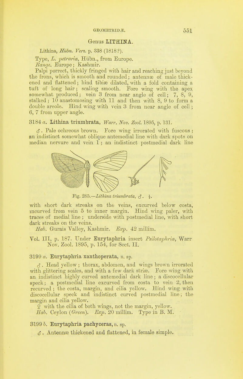 Genus LITHINA. LitMnn, Hiibn. Vers. p. .338 (1818 P). Type, L. petrana, Hiibn., from Europe. Hanc/e. Europe; Kashmir. Palpi porrect, thickly fringed with hair and reaching just beyond the frons, which is smooth and rounded; antennae of male thick- ened and flattened; hind tibiae dilated, with a fold containing a tuft of long hair; scaling smooth. Pore wing with the apex somewhat produced; vein 3 from near angle of cell; 7, 8, 9, stalked; 10 anastomosing with 11 and then with 8, 9 to form a double areole. Hind wing with vein 3 from near angle of cell; 6, 7 from upper angle. 3184 a. Lithina triumbrata, Warr. Nov. Zool. 1895, p. 131. cJ. Pale ochi-eous brown. Pore wing irrorated with fuscous ; an indistinct somewhat obhque antemedial line with dark spots on median nervure and vein 1; an indistinct postmedial dark line Fig. 285.—LUMna triumbrata, ^. \. Avith short dark streaks on the veins, excurved below costa, incurved from vein 5 to inner margin. Hind wing paler, with traces of medial line ; underside with postmedial line, with short dark streaks on the veins. Hah. Gurais Valley, Kashmir. Exp. 42 millim. Vol. Ill, p. 187. Under Eurytaphria insert Psilotaphria, Warr Nov. Zool. 1895, p. 154, for Sect, n, 3199 a. Eurytaphria xanthoperata, n. sp. cJ . Head yellow ; thorax, abdomen, and wings brown irrorated with glittering scales, and with a few dark striae. Fore wing with an indistinct highly curved antemedial dark line; a discocellular speck; a postmedial line excurved from costa to vein 2, then recurved ; the costa, margin, and cilia yellow. Hind wing with discocellular speck and indistinct curved postmedial line; the margin and cilia yellow. 5 with the cilia of both wings, not the margin, yellow. Hah. Ceylon {Green). Exp. 20 millim. Type in B. M. 3199 6. Eurytaphria pachyceras, n. sp. cJ. Antenna3 thickened and flattened, in female simple.