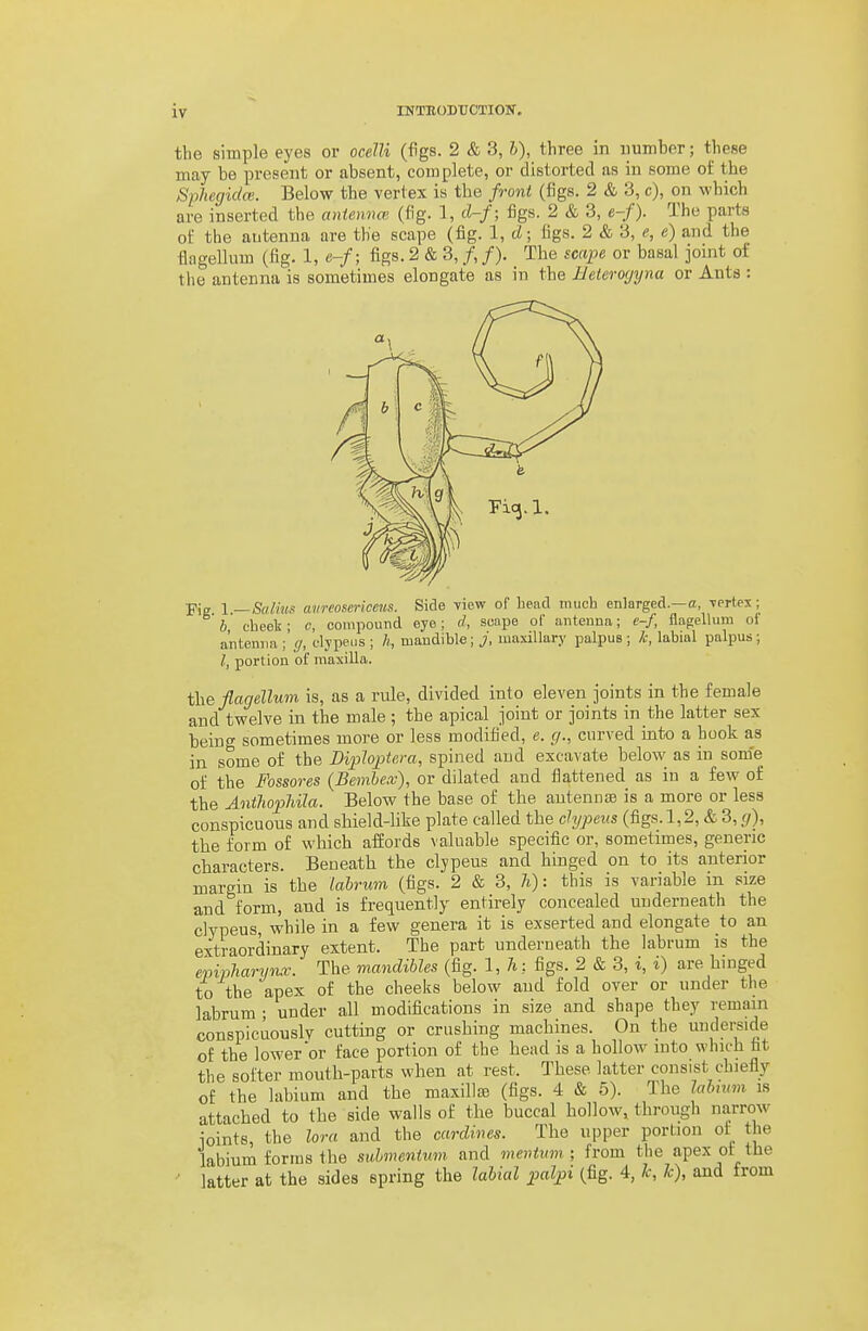 the simple eyes or ocelli (figs. 2 & 3, h), three in iiumber; these may be present or absent, complete, or distorted as iu some of the Sphegidm. Below the vertex is the front (figs. 2 & 3, c), on which are inserted the aniemm (fig. 1, d-f; figs. 2 & 3, e-f). The parts of the antenna are the scape (fig. 1, d; figs. 2 & 3, e) and the flagellum (fig. 1, e-f; figs. 2 & 3, /, /). The sc«pe or basal joint of the antenna is sometimes elongate as in the Metero(jyna or Ants : j-ig l—SaUns avreoscriceus. Side view of head much enlarged.—a, Tertex; h cheek; c, compound eye; d, scaije of anteunn; e-f, flagellum of a'ntenvm ; cljpens ; /(, mandible; j, maxillary palpus ; k, labial palpus; I, portion of maxilla. the flagellum is, as a rule, divided into eleven joints in the female and twelve in the male; the apical joint or joints in the latter sex being sometimes more or less modified, e. g., curved into a book as in some of the Diphptera, spined and excavate below as in som'e of the Fossores (Bemhea;), or dilated and flattened as in a few of the Ant?ioj}hila. Below the base of the antennae is a more or less conspicuous and shield-like plate called the chjpeiis (figs. 1,2, & 3, g), the form of which affords valuable specific or, sometimes, generic characters. Beneath the clypeus and hinged on to its anterior margin is the lalrum (figs. 2 & 3, h): this is variable in size and form, and is frequently entirely concealed underneath the clypeus, while in a few genera it is exserted and elongate to an extraordinary extent. The part underneath the labrum is the epipharynx. The mandibles (fig. l,Ji: figs. 2 & 3, i, i) are hinged to the apex of the cheeks below and fold over or under the labrum ; under all modifications in size and shape they remain conspicuouslv cutting or crashing machines. On the underside of the lower or face portion of the head is a hollow into which ht the softer mouth-parts when at rest. These latter consist chiefly of the labium and the maxilla? (figs. 4 & 5). The lahwm is attached to the side walls of the buccal hollow, through narrow joints, the lora and the cardines. The upper portion ol-^ the labium forms the suhmenUtm and mentiimfrom the apex ot the latter at the sides spring the labial palpi (fig. 4, Ic, k), and from