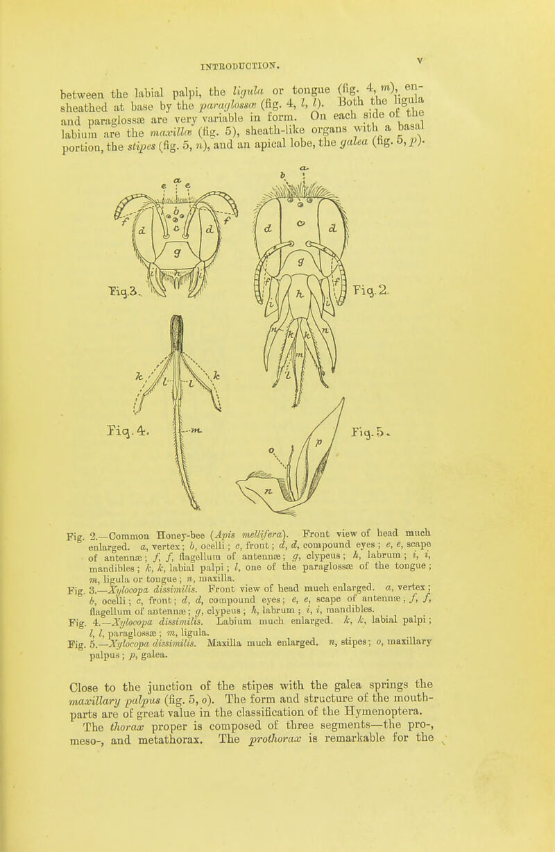 between the labial palpi, the Ugula ov tongue ^ig- 4,j), en sheathed at base by the pamt,lossc. (fig. 4, 1,1). Both th« Jg'^^^ and paraglossce are very variable in term. On each side ot the labium are the maxilla> (lie;. 5), sheath-like organs with a basal portion, the stipes (Sg. 5, n), and an apical lobe, the galea (hg. 9 o Kcj.4; Fig. 2.—Common Honey-bee (^pts meUifera). Front view of head muck enlarged, a, vertex; h, ocelli; c, front; d, d, compound eyes ; e, e, scape of antenna:; /, /, flagellum of antennoe; g, clypeus ; h, labrum ; i, i, mandibles ; k, k, labial palpi ; I, one of the paraglossae of the tongue ; m, ligula or tongue; n, maxilla. Fig. i.—Xylocopa dissimUis. Front view of head much enlarged, a, vertex; h, ocelli; c, front; d, d, compound eyes; e, e, scape of antennse, /, /, flagellum of antennse; ff, clypeus ; h, labrum ; i, i, mandibles. Fig. 4:.—Xylocopa dissimiUs. Labium much enlarged, k, k, labial palpi; I, I, paraglo.'fsa!; ni, ligula. Fig. b.—Xijlocopa dissimUis. Maxilla much enlarged, n, stipes; o, maxillary palpus; p, galea. Close to the junction of the stipes with the galea springs the maxillary palpus (fig. 5, o). The form and structure of the mouth- parts are of great value in the classification of the Hymenoptera. The thorax proper is composed of three segments—the pro-, meso-, and metathorax. The prothorax is remarkable for the ^