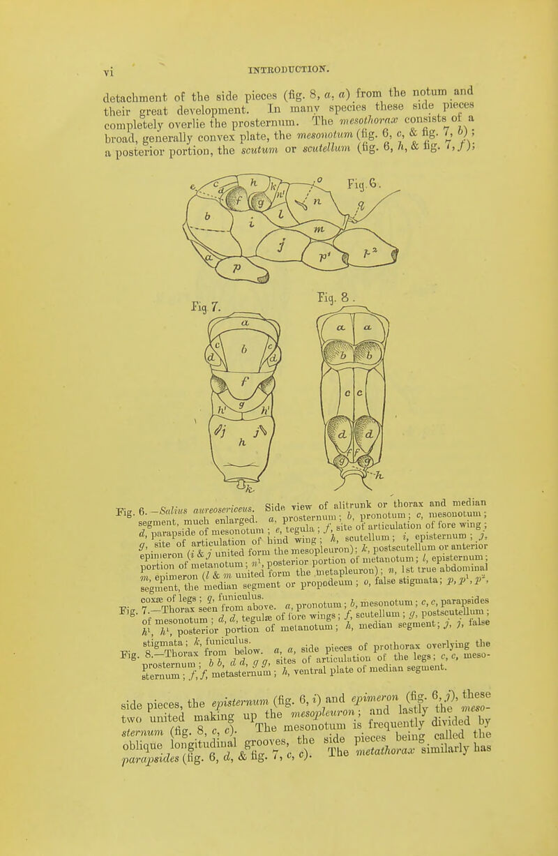 detachment of the side pieces (fig. 8, «, a) from the notum and their ai-eat development. In many species these side pieces completely overlie the prosternum. The wesothornx consists o a broad, geAerally convex plate, the mesonotum (iig. 6, c, & hg. ^ o), a posterior portion, the scutum or scutellum (tig. b, /i, & Hg. t,J)> Kg. segment, much ei>larged a P;°;^;^7\^^;„\. articulation of fore wing ; «Z,parap.ideofmesoBotumj^^«^^^^^ episternum ; i, 5- site °f epin.eron ^/^^^/^^^'^^I'^^^S^^ if metonotum; episternuni; portion ot n^f?°^'^'.;','?°'^tuVb^^ «, 1st true abdominal riSTe ^^fdir:Siror%S:u^- ^^^-^^--^ ^-^ rVhS L^^^rt e. «, pvonotum; i, n^esonotum; c, C parapBides .ig.So;a^ir3o... -£i:iTS-gsit?i^- meta'rn?m .tventral plate of median segment. Side pieces, the episternuvr 6, and '^i-^^^^X^'e^ ^ two united making up the ^^^''<>P^''-V ^ sternum (fig. 8, c c) The -es^no uin ^^^-^Y ^5S.;Xtti =0.. similarly has