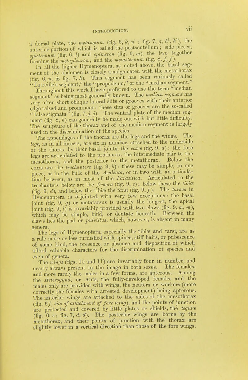 a dorsal plate, the metanotum (fig. 6, I; n' ; fig. 7, g, 7i\ h'), the anterior portion of which is called the postscutellum ; side pieces, episternum (lig. 6, I) and ej,imeron (fig. 6, m), tje two together forming the metapleuron; and the metasternum (fig. ^,J,f)- In all the higher Hymenoptera, as noted above, the basal seg- ment of the abdomen is closely amalgamated with the metathorax (iio- 6 71 & fig. 7, h). This segment has been variously called Latreill'e's segment, the propodeum, or the median segment. Throuo-hout this work I have preferred to use the term median seoinent as being most generaUy known. The median segment has very often short oblique lateral slits or grooves with their anterior edo-e raised and prominent: these slits or grooves are the so-called  false stigmata  (fig. 7, j, j). The ventral plate of the median seg- ment (fig. 8, h) can generally be made out with but little difficulty. The sculpture of the thorax and of the median segment is largely used in the discrimination of the species. The appendages of the thorax are the legs and the wings. The legs, as in all insects, are six in number, attached to the underside of the thorax by their basal joints, the coxce (fig. 9, a) : the fore legs are articulated to the prothorax, the intermediate pair to the mesothorax, and the posterior to the metathorax. Below the coxEB are the troclianiers (fig. 9, h): these may be simple, in one piece, as in the bulk of the Aculeata, or in two with an articula- tion between, as in most of the Parasitica. Articulated to the trochanters below are the femora (fig. 9, c); below these the tihioi (fig. 9, d), and below the tibias the tarsi (fig. 9, /). The tarsus m Hymenoptera is S-jointed, with very few exceptions: the basal joint (fig. 9, g) or metatarsus is usually the longest, the apical joint (fig. 9, I) is invariably provided with two claws (fig. 9, m, m), which may be simple, bifid, or dentate beneath. Between the claws lies the pad or pidvillm, which, however, is absent in many genera. The legs of Hymenoptera, especially the tibiae and tarsi, are as a rule more or less furnished with spines, stiff hairs, or pubescence of some kind, the presence or absence and disposition of which afford valuable characters for the discrimination of species and even of genera. The ivi7igs (figs. 10 and 11) are invariably four in number, and nearly always present in the imago in both sexes. The females, and more rarely the males in a few forms, are apterous. Among the Heterogyna, or Ants, the fvilly-developed females and the males only are provided with wings, the neuters or workers (more correctly the females with arrested development) being apterous. The anterior wings are attached to the sides of the mesothorax (fig. 6/, site of attachment of fore wing), and the points of junction are protected and covered by little plates or shields, the tegulw (fig. 6, e; fig. 7, d, d). The posterior wings are borne by the metathorax, and their points of junction with the thorax are slightly lower in a vertical direction than those of the fore wings.
