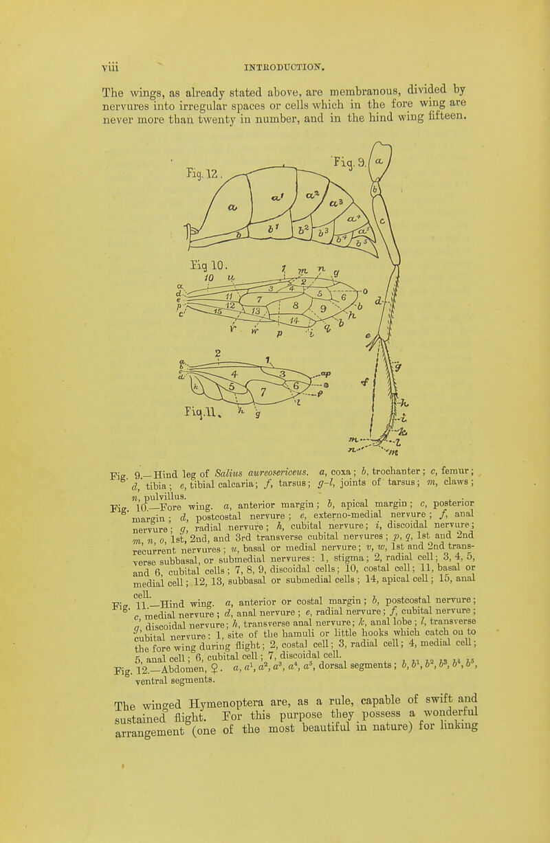 The wings, as already stated above, are membranous, divided by nervures into irregular spaces or cells which in the fore wing are never more than twenty in number, and in the hind wing fifteen. '/ft ■pia 9—Hind leg of Salius aureosericeus. a, coxa; i, trochanter; c, femur; rf,'tibia; e, tibial calcaria; /, tarsus; g-l, joints of tarsus; m, claws; Pig 'lo'^ForT wing, a, antei-ior margin ; b, apical margin ; c, posterior margin • d, postcostal nervure ; e, externo-medial nervure ; /, anal nervure'- g, radial nervure; h, cubital nervure; i, discoidal nervure; m 71 0 ist, 2ncl, and 3rd transverse cubital nervures ; p, g, 1st and 2nd recurrent nervures; u, basal or medial nervure; v, w, 1st and 2nd trans- verse subbasal, or submedial nervures: 1, stigma; 2, radial cell; 3, 4, 5, and 6 cubital cells ; 7, 8, 9, discoidal cells; 10, costal cell; 11, basal or medial cell; 12, 13, subbasal or submedial cells ; 14, apical cell; 15, anal Ti^'—Hind wing, a, anterior or costal margin ; b, postcostal nervure; c medial nervure ; d, anal nervure ; e, radial nervure; /, cubital nervure ; n discoidal nervure; h, transverse anal nervure; k, anal lobe; I, transverse rnbital nervure: 1, site of the hamuli or little hooks which catch ou to the fore wing during flight; 2, costal cell; 3, radial cell; 4, medial ceU; fS anal cell; 6, cubital cell; 7, discoidal cell. , i, Fig. 12 -Abdo^en, 5 ■ «^ »^ «^ ^orsal segments ; 6, b\ b\ b^ b\ b\ ventral segments. The winged Hymenoptera are, as a rule, capable of swift and sustained flight. Por this purpose they possess a wonderful arrangement^one of the mist beautiful in nature) for hnkmg »