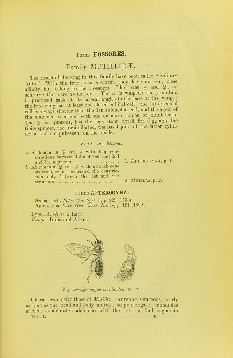 Tribe FOSSORES. Family MUTILLID^. The insects belonging to this family have been called  Solitary Ants  With the true ants, however, they have no very close affinity, but belong to the Fossores. The sexes, c? and ? , are solitary ; there are no neuters. The d is wmged ; the pronotum is produced back at its lateral angles to the base of the wings; the fore wing has at least one closed cubital cell; the 1st discoidal cell is always shorter than the 1st submedial cell, and the apex of the abdomen is armed with one or more spines or blunt teeth. The 5 is apterous, has the legs stout, fitted for digging; the tibiaj spinose, the tarsi cdiated, the basal joint of the latter cylin- drical and not pubescent on the inside. Key to the Genera. a. Abdomen in 2 and d with deep con- strictions between 1st and 2nd, and 2nd and 3rd segments 1- Aptehogyna, p. 1. b. Abdomen in 5 and d with no such con- striction, or if constricted the constric- tion only between the Ist and 2nd segments 2. Mutili.a, p. 2. Genus APTEROGYNA. Scolia, part., Fabr. Ent. Syst. ii, p. 228 (1793). Apterogyna, Lair. Gen. Crust. Ins. iv, p. 121 (1809). Type, A. olivieri, Latr. Range. India and Africa. Fig. 1.—Apterogyna mutilloidcs, cJ. Characters mostly those of Mutilla. Antennae setaceous, nearly as long as the head and body united ; scape elongate ; mandibles arched, subdentate; abdomen with the 1st and 2nd segments