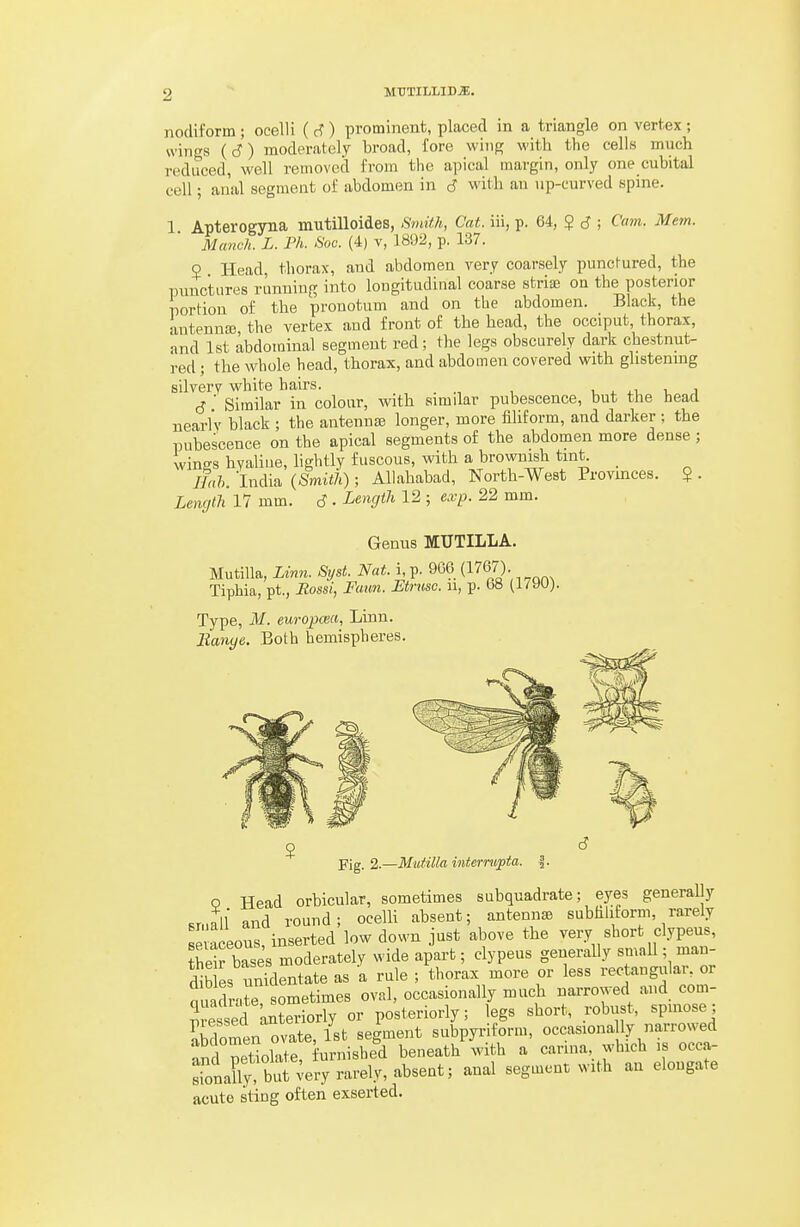 nodiform ; ocelli ( rT) prominent, placed in a triangle on vertex ; wings (cJ) moderately broad, fore wing with the cells much reduced, well removed from the apical margin, only one cubital cell; anal segment of abdomen in d with an up-curved spine. 1 Apterogyna mutilloides, Smith, Cat. iii, p. 64, $ d ; Cam. Mem. Munch. L. Ph. Soc. (4) v, 1892, p. 137. 9 Head, thorax, and abdomen very coarsely punctured, the punctures running into longitudinal coarse striae on the posterior portion of the pronotum and on the abdomen. Black, the antenna) the vertex and front of the head, the occiput, thorax, and 1st abdominal segment red; the legs obscurely dark chestnut- red ; the whole head, thorax, and abdomen covered with glistening silvery white hairs. , . , u 4. 4-i i, i d  Similar in colour, with simdar pubescence, but the head nearly black ; the antennse longer, more filiform, and darker ; the pubescence on the apical segments of the abdomen more dense; wings hyaline, lightly fuscous, with a brownish tint^ Bah India (Smith); Allahabad, North-West Provinces. $ . Length 17 mm. d • Length 12 ; exp. 22 mm. Genus MUTILLA. Mutilla, Linn. Syst. Nat. i, p. 966 (1767) Tiphia, pt., Rossi, Faun. Mrusc. u, p. fa8 (1/JU}. Type, M. ewopma. Linn. lianye. Both hemispheres. 5 ° pig_ 2.—Mutilla internipta. |. Q Head orbicular, sometimes subquadrate; eyes generally small and round; ocelli absent; antennae subhhform, rarely se aceous, inserted low down just above the very short clypeus, Sir base's moderately wide apart; clypeus generally small; man- dib es unidentate as a rule ; thorax more or less rectangular, or taclrate sometimes oval, occasionally much narrowed and com- pressed anteriorly or posteriorly; legs short, robust, spinose; Emen ovate, 1st segment subpyriform, occasionally narrowed and Solate, urnisbed beneath with a carina, which is occa- rLCb^it^ery rarely, absent; anal segment with an elongate acute sting often exserted.