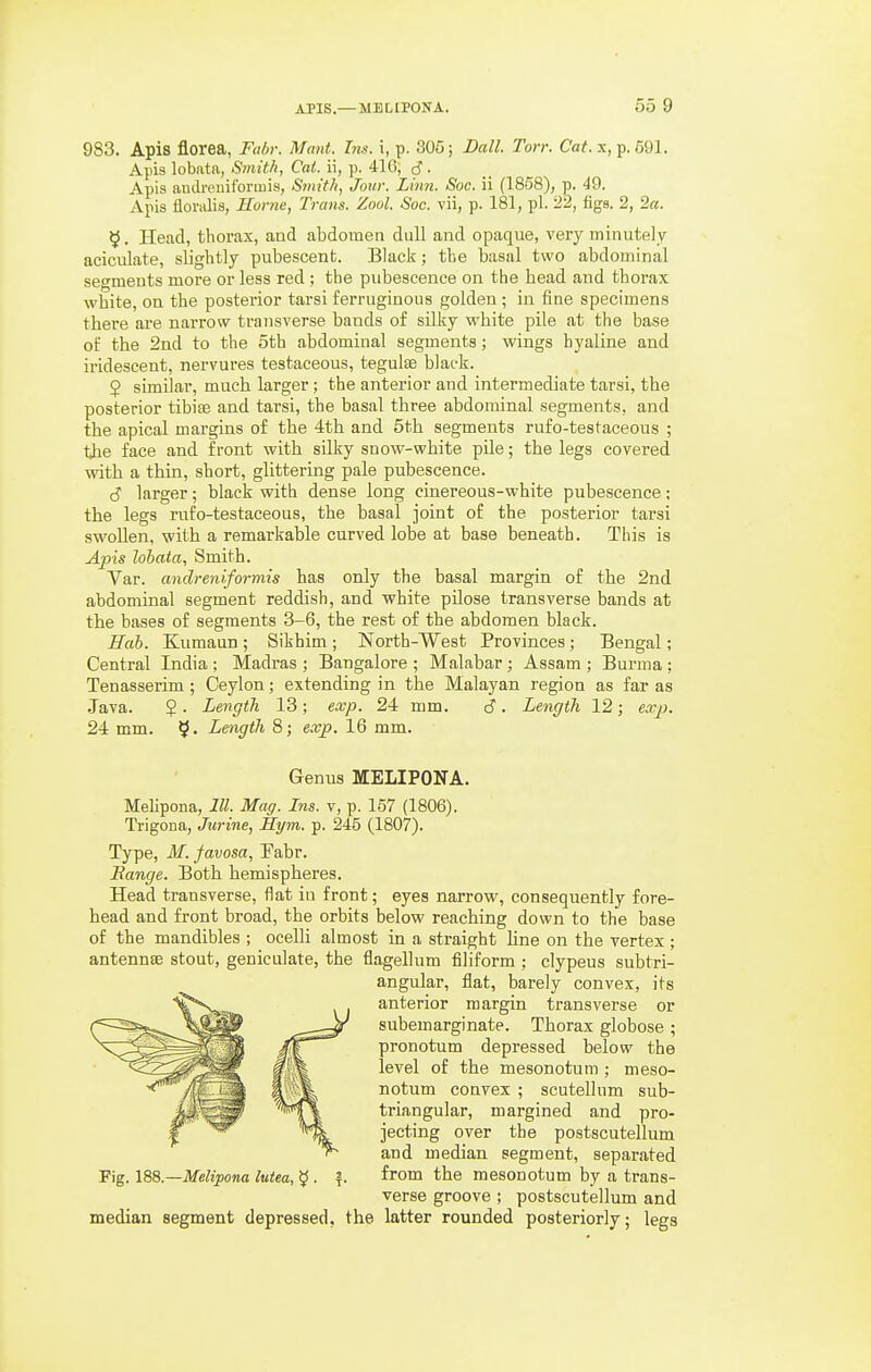 APIS.— MELIPONA. 55 9 983. Apis florea, Fabr. Mmt. Ins. i, p. 305; Ball. Ton: Caif. x, p. 691. Apis lobatn, Smith, Cat. ii, p. 41G, d ■ Apis amlreuifbrmis, Smith, Jour. Linn. Sac. ii (1858), p. 49. Apis floralis, Home, Trails. Zool. Soc. vii, p. 181, pi. 22, figs. 2, 2a. 5. Head, thorax, and abdomen dull and opaque, very minutely aciculate, slightly pubescent. Black; the basal two abdominal segments more or less red; the pubescence on the head and thorax white, on the posterior tarsi ferruginous golden ; in fine specimens there are narrow traiisvej'se bands of silky white pile at the base of the 2nd to the 5th abdominal segments; wings hyaline and iridescent, nervures testaceous, teguloe black. $ similar, much larger; the anterior and intermediate tarsi, the posterior tibife and tarsi, the basal three abdominal segments, and the apical margins of the 4th and 5th segments rufo-testaceous ; the face and front with silky snow-white pile; the legs covered with a thin, short, glittering pale pubescence. cS larger; black with dense long cinereous-white pubescence; the legs rufo-testaceous, the basal joint of the posterior tarsi swoUen, with a remarkable curved lobe at base beneath. This is Apis lohata, Smith. Var. andreniformis has only the basal margin of the 2nd abdominal segment reddish, and white pilose transverse bands at the bases of segments 3-6, the rest of the abdomen black. Hub. Kumaun ; Sikhim ; North-West Provinces; Bengal; Central India ; Madras ; Bangalore ; Malabar; Assam ; Burma ; Tenasserim; Ceylon; extending in the Malayan region as far as Java. 5 . Length 13 ; exp. 24 mm. d . Length 12; ea^^j. 24 mm. Length 8; exp. 16 mm. Genus MELIPONA. Melipona, 111. Mag. Ins. v, p. 167 (1806). Trigona, Jurine, Hym. p. 245 (1807). Type, M. favosa, Pabr. Range. Both hemispheres. Head transverse, flat in front; eyes narrow, consequently fore- head and front broad, the orbits below reaching down to the base of the mandibles ; ocelli almost in a straight hne on the vertex ; antennae stout, geniculate, the flagellum filiform ; clypeus subtri- angular, flat, barely convex, its anterior margin transverse or subemarginate. Thorax globose ; pronotum depressed below the level of the mesonotum ; meso- notum convex ; scutellum sub- triangular, margined and pro- jecting over the postscutellum and median segment, separated from the mesonotum by a trans- verse groove ; postscutellum and Fig. 188.—Melipona lutea, ^ . median segment depressed, the latter rounded posteriorly; legs