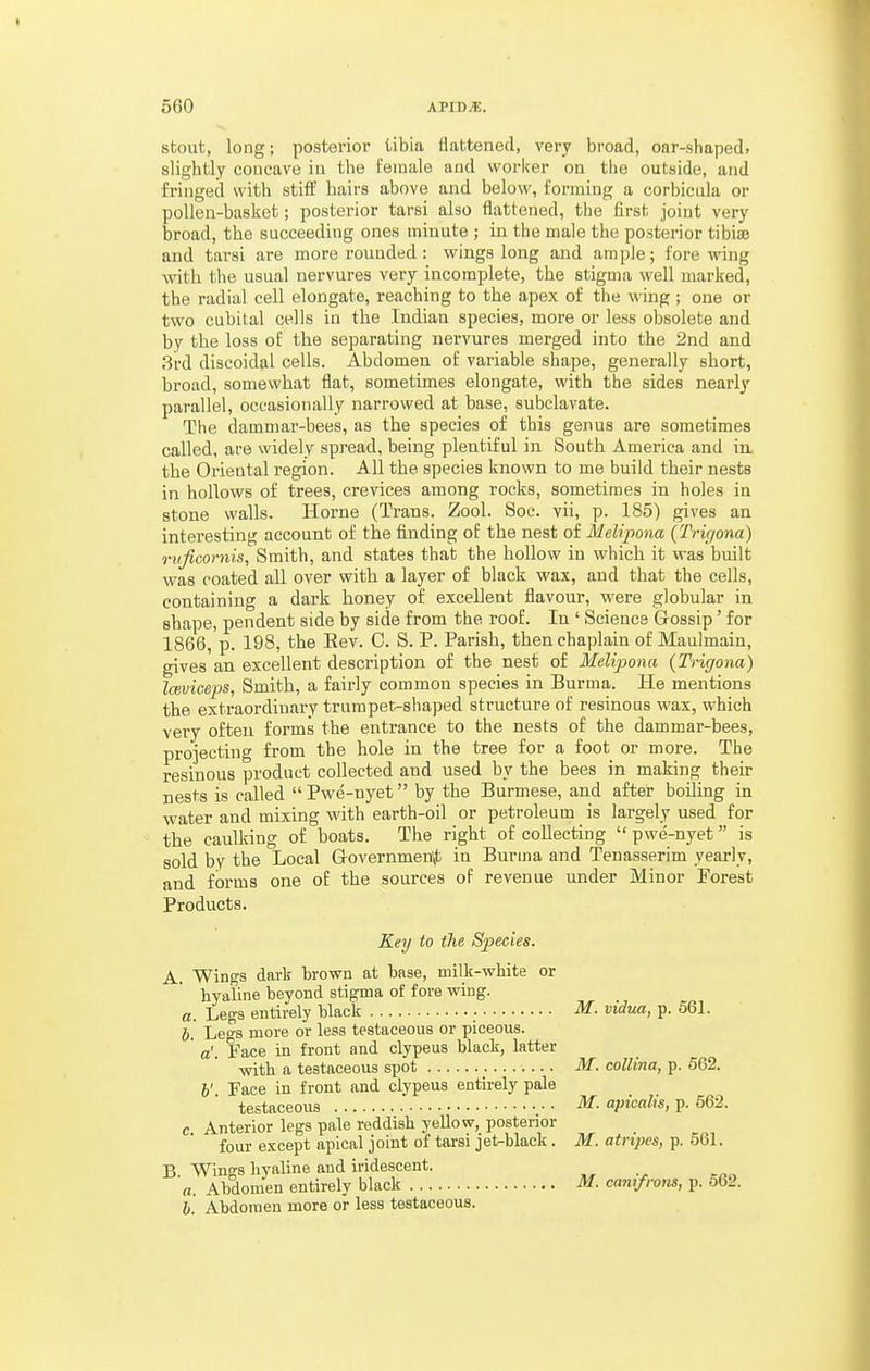 stout, long; posterior tibia flattened, very broad, oar-shaped, slightly concave in the female and worker on the outside, and fringed with stiff hairs above and below, forming a corbicula or pollen-basket; posterior tarsi also flattened, the first joint very broad, the succeediug ones minute ; in the male the posterior tibiae and tarsi are more rounded: wings long and ample; fore wing with the usual nervures very incomplete, the stigma well marked, the radial cell elongate, reaching to the apex of the wing ; one or two cubital cells in the Indian species, more or less obsolete and by the loss of the separating nervures merged into the 2nd and 3rd discoidal cells. Abdomen of variable shape, generally short, broad, somewhat flat, sometimes elongate, with the sides nearly parallel, occasionally narrowed at base, subelavate. The dammar-bees, as the species of this genus are sometimes called, are widely spread, being plentiful in South America and in. the Oriental region. All the species known to me build their nests in hollows of trees, crevices among rocks, sometimes in holes in stone walls. Horne (Trans. Zool. Soc. vii, p. 185) gives an interesting account of the finding of the nest of Melipona (Tric/ona) rvficomis, Smith, and states that the hollow in which it was built was coated all over with a layer of black wax, and that the cells, containing a dark honey of excellent flavour, were globular in shape, pendent side by side from the roof. In ' Science Gossip' for 1866, p. 198, the Eev. C. S. P. Parish, then chaplain of Maulmain, gives an excellent description of the nest of Melipona {Trigona) Iceviceps, Smith, a fairly common species in Burma. He mentions the extraordinary trumpet-shaped structure of resinous wax, which very often forms the entrance to the nests of the dammar-bees, projecting from the hole in the tree for a foot or more. The resinous product collected and used by the bees in making their nests is called  Pwe-nyet by the Burmese, and after boiling in water and mixing with earth-oil or petroleum is largely used for the caulking of boats. The right of collecting pwe-nyet is sold by the Local Grovernmen'jt in Burma and Tenasserim yearly, and forms one of the sources of revenue under Minor Forest Products. Key to the Species. A. Wings dark brown at base, milk-white or hyaline beyond stigma of fore wing. a. Legs entirely black • I. Leo-s more or less testaceous or piceous. a'. Face in front and clypeus black, latter with a testaceous spot h'. Face in front and clypeus entirely pale testaceous • • c. Anterior legs pale reddish yellow, posterior four except apical joint of tarsi jet-black. B. Wings hyaline and iridescent. a. Abdomen entirely black h. Abdomen more or less testaceous. M. vidua, p. 561. M. collina, p. 562. M. apicalis, p. 662. M. atripes, p. 561. M. canifrom, p. 562.
