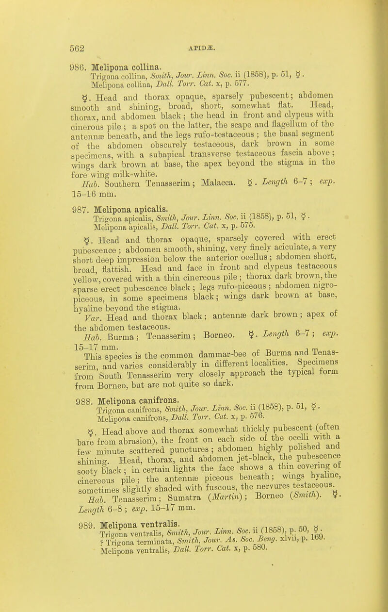 986. Melipona collina. Trigoua collina, Smith, Jour. Linn. Soc. ii (1858), p. 51, ^ . Melipoua coUiua, Dull. Ton: Cat. x, p. 577. ^. Head and thorax opaque, sparsely pubescent; abdomen smooth and shining, broad, short, somewhat flat. Head, thorax, and abdomen black; the head in front and clypeus with cinerous pile ; a spot ou the latter, the scape and flagellum of the antennte beneath, and the legs rul'o-testaceoas ; the basal segment of the abdomen obscurely testaceous, dark brown in some specimens, with a subapical transverse testaceous fascia above; wings dark brown at base, the apex beyond the stigma in the fore wing milk-white. Hub. Southern Teuasserim; Malacca. ^ . Length 6-7 ; exp. 15-16 mm. 987. Melipona apicalis. •■ o q- Trifiona apicalis, Smith, Jour. Linn. Soc. u (1858;, p. 51, 9 . Melipona apicalis, Ball. Torr. Cat. x, p. 575. ^. Head and thorax opaque, sparsely covered with erect pubescence ; abdomen smooth, shining, very finely aciculate, a very short deep impression below the anterior ocellus ; abdomen short, broad flatfish. Head and face in front and clypeus testaceous yellow, covered with a thin cinereous pile ; thorax dark brown, the sparse erect pubescence black ; legs rufo-piceous ; abdomen nigro- piceous, in some specimens black; wings dark brown at base, hyaline beyond the stigma. , , , c Var. Head and thorax black; antennae dark brown; apex of the abdomen testaceous. 7 ^ » Bab. Burma; Tenasserim; Borneo. ?• Lencjth 6-7; exj). 15-17 mm. , „ „ , „ This species is the common dammar-bee of Burma and Tenas- serim, and varies considerably in different localities. Specimens from South Tenasserim very closely approach the typical form from Borneo, but are not quite so dark. 988. Melipona canifrons. •w^Q^;Q^ „ m « Tri°ona cauifrons, Smith, Jour. Lmn. Sac. 11 (18&B;, p. Oi, 9 • Melipona canifrons, Ball. Torr. Cat. x, p. 576. « Head above and thorax somewhat thickly pubescent (often bare'from abrasion), the front on each side of the ocelh with a few minute scattered punctures; abdomen highly pohshed and shining. Head, thorax, and abdomen jet-black, the pubescence sooty black ; in certain lights the face shows a tlnn covering of cinereous pile; the antenuDe piceous beneath; wings hyahne, sometimes slightly shaded with fuscous, the nervures testaceous^ Bab. Tenasserim; Sumatra (Martm); Borneo {Smith). ?. Length 6-8 ; exp. 15-17 mm. 989. Melipona ventralis. •• ns'^s^ „ r^o » Trigona ventralis. Smith, Jour. Linn. Soc.  0858 - ? oO, 9 . f Tripona terminata. Smith, Jour. As. Soo. Beng. xlvu, p. 169. MeUpona ventralis, Ball. Torr. Cat. x, p. 580.