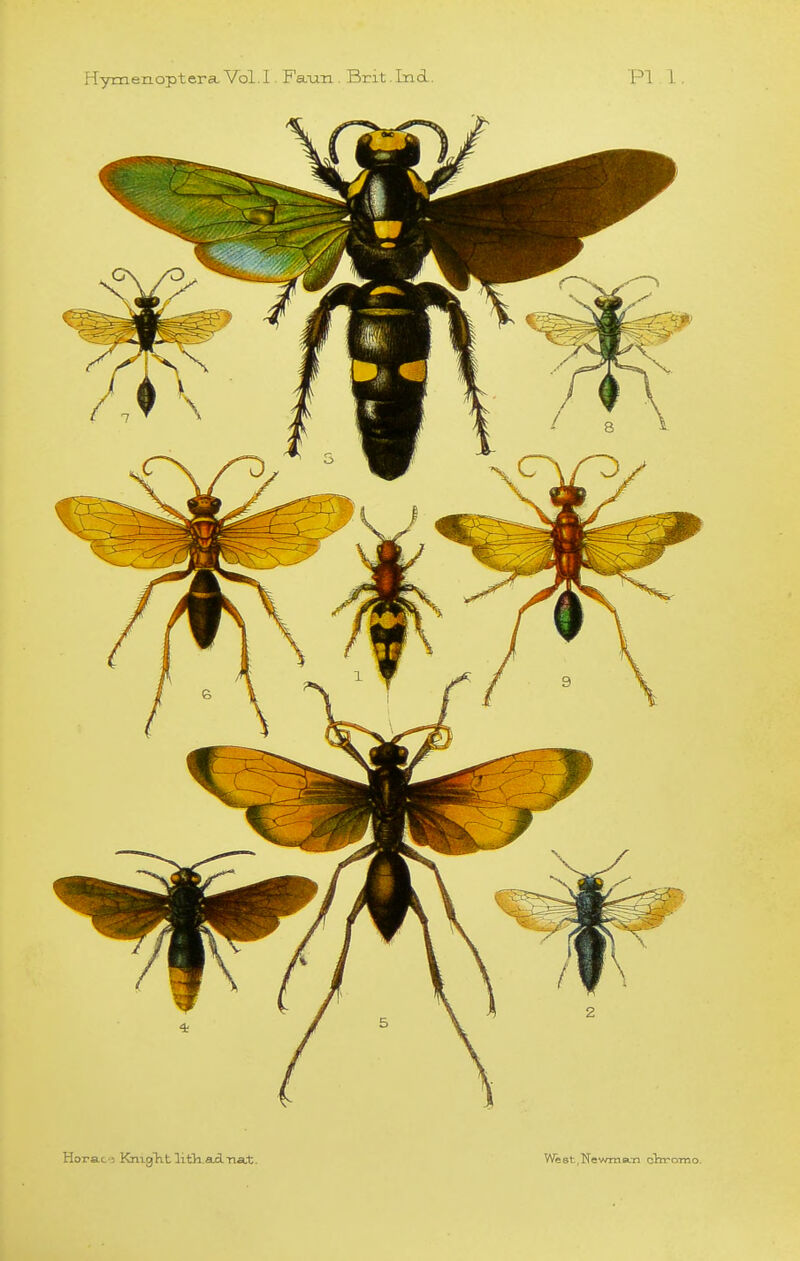 HymenopteraVol.I. Fa-un . Brit.Ind. PI 1. Horac; KnigTit lith.axlna.t.